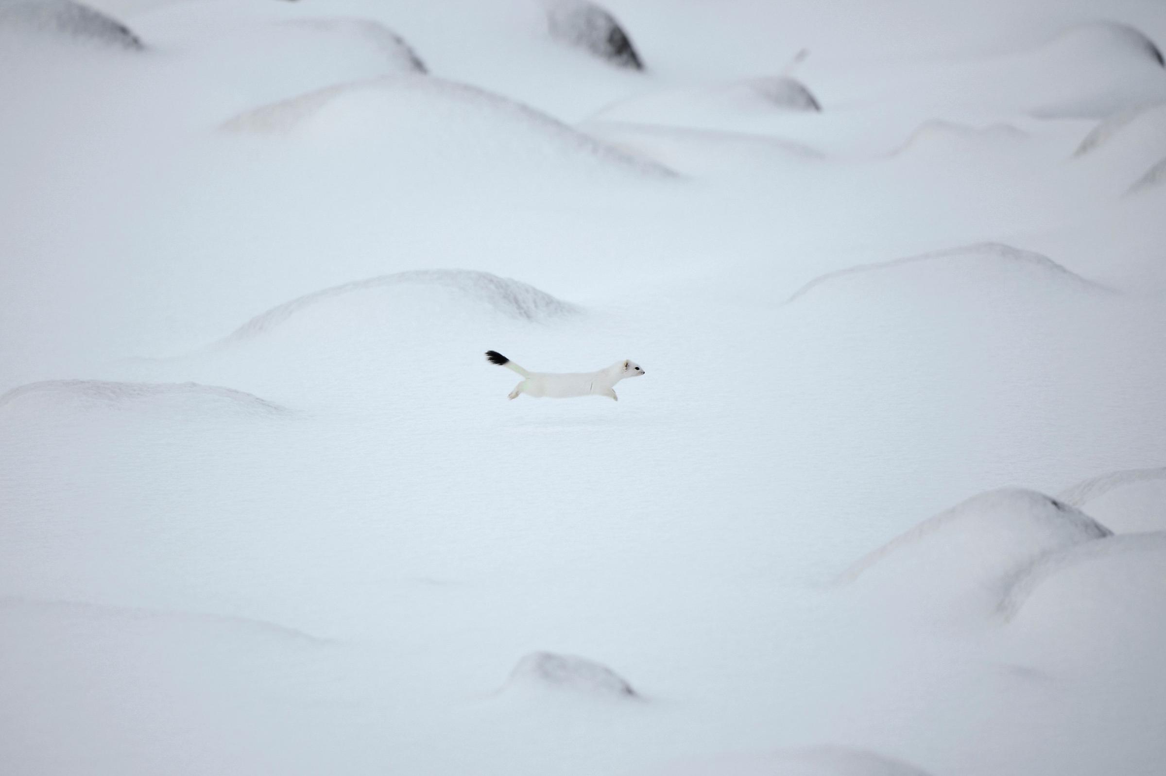 An arctic weasel runs on the snowy beach of Unstad , Lofoten Island, in the Arctic Circle, on March 8, 2016.