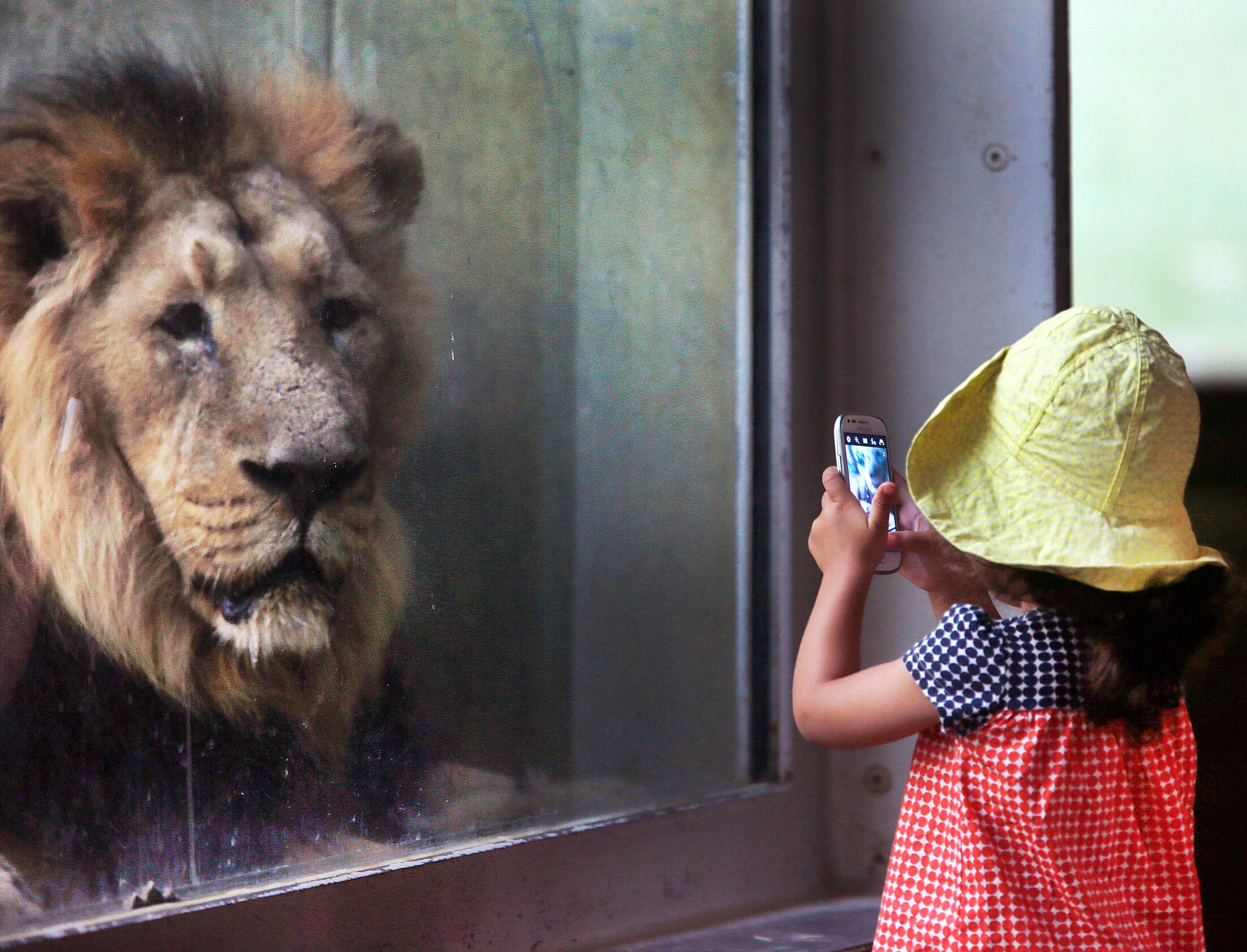 A little girl takes a picture of a lion in the zoo in Frankfurt, Germany, on Sept. 13, 2016.