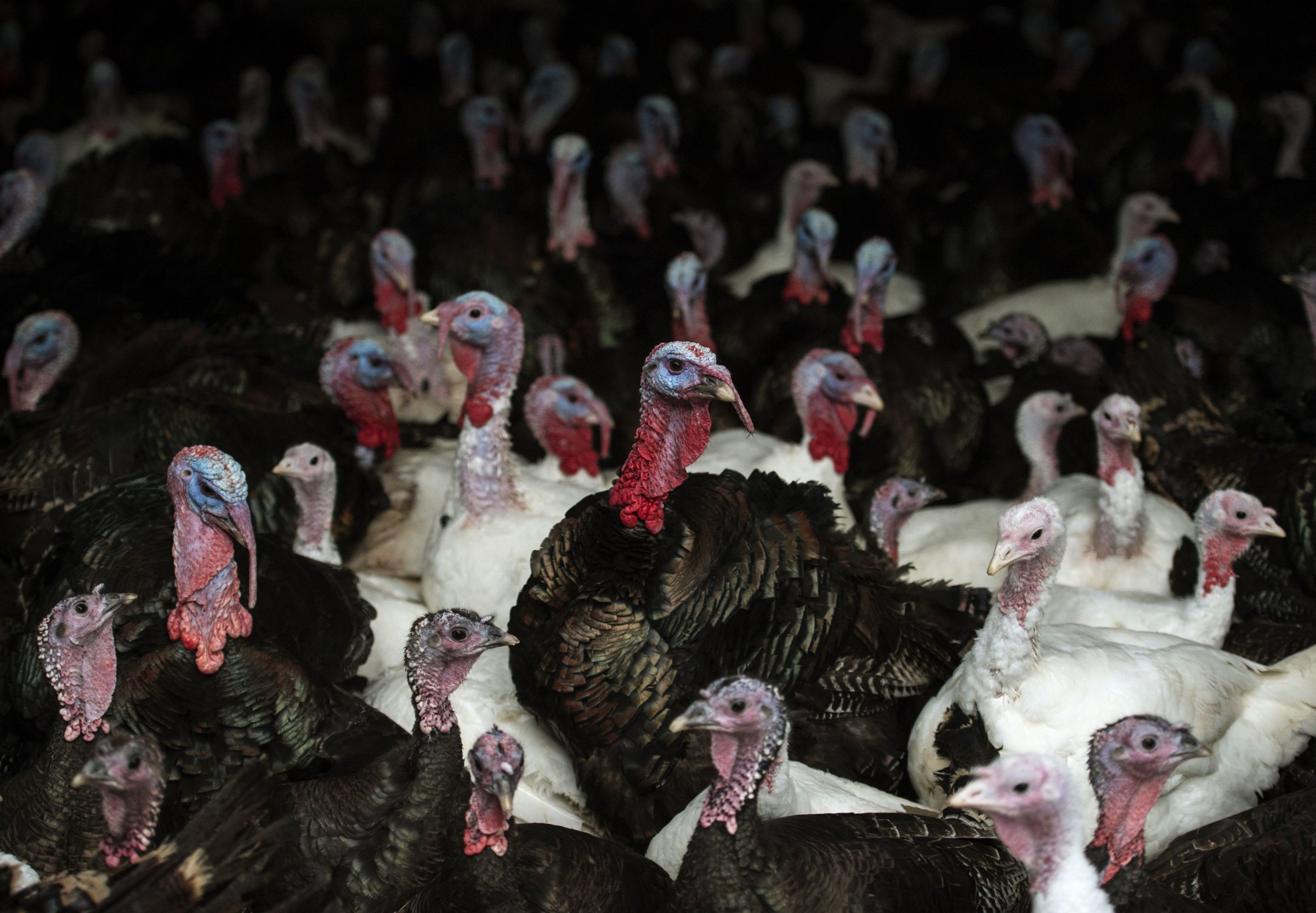 Bronze and white turkeys are seen on poultry farm on November 23, 2016.
