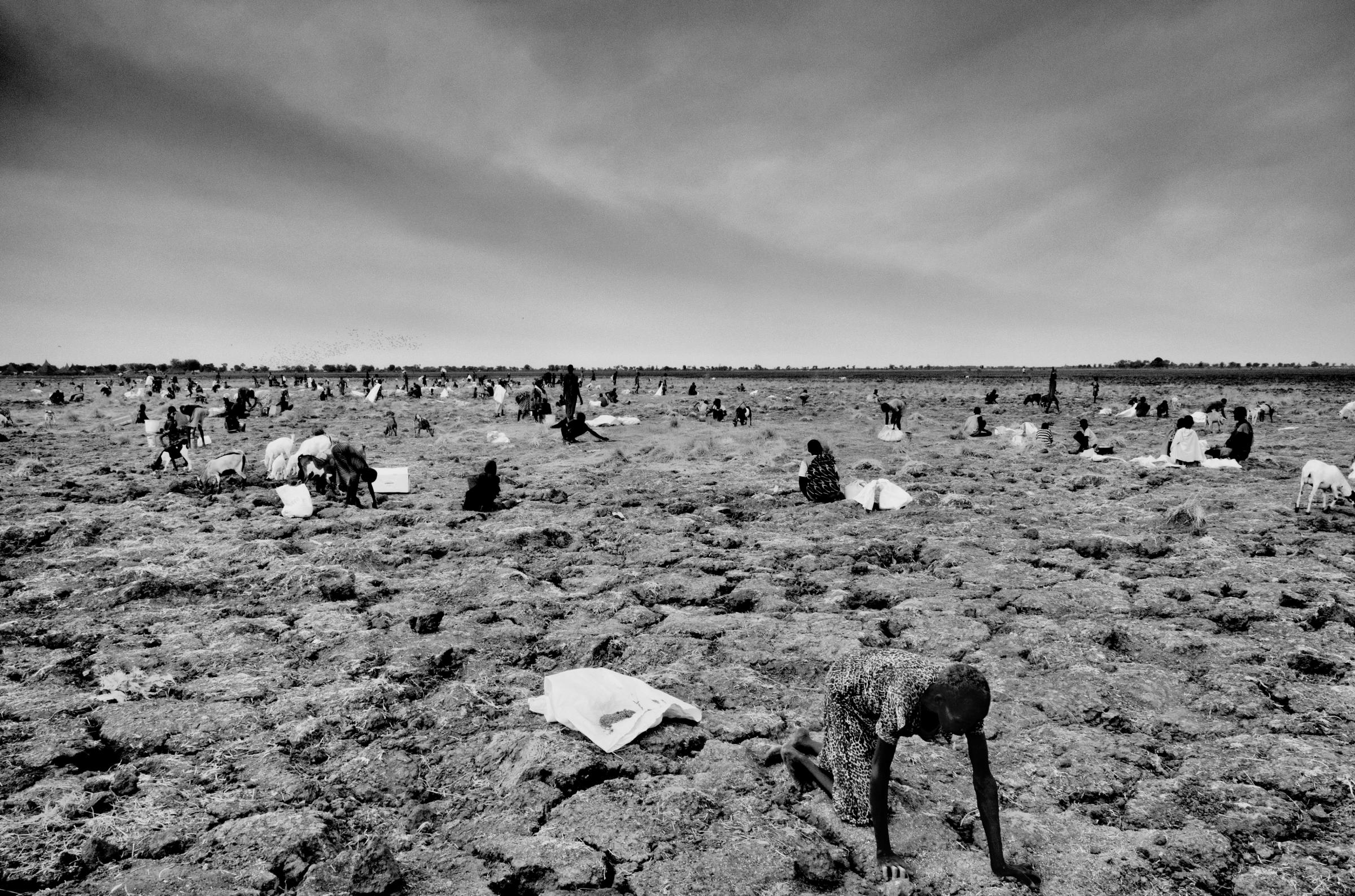 Community members search for spilled grain on the site of a World Food Program airdrop in Ganyiel, South Sudan on March 10, 2016. Ganyiel is a small community that has become a safe haven and a center for relief distribution for over 90,000 people in the conflict-torn nation of South Sudan.
