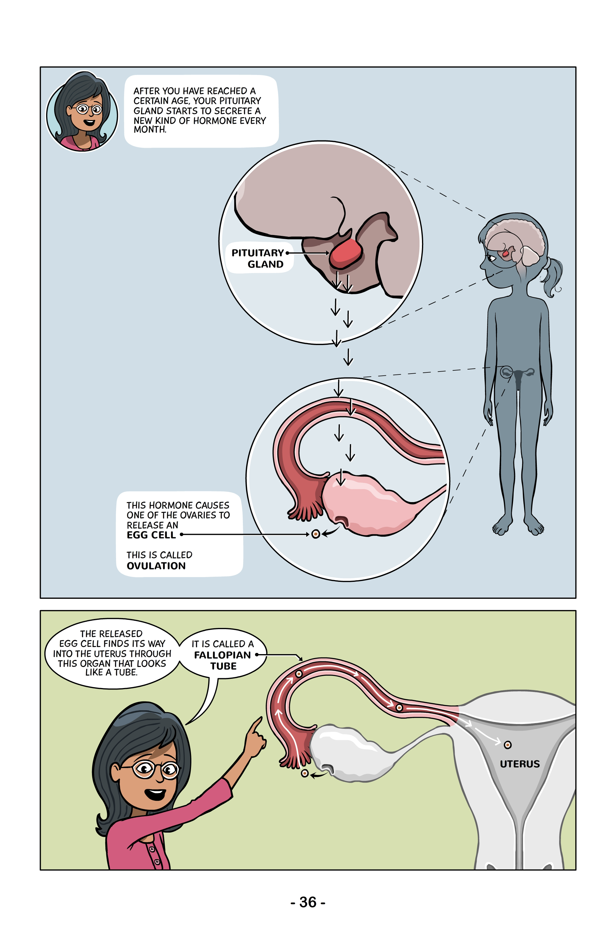 Recent research carried out to coincide with Menstrual Hygiene Day reported only 2.5% of schoolgirls across South Asia knew that menstrual blood came from the uterus. Gupta's Menstrupedia Comic is intended to be used as an educational guide to raise awareness and dispel the myths that surround menstruation and women's health. (Courtesy of Menstrupedia)