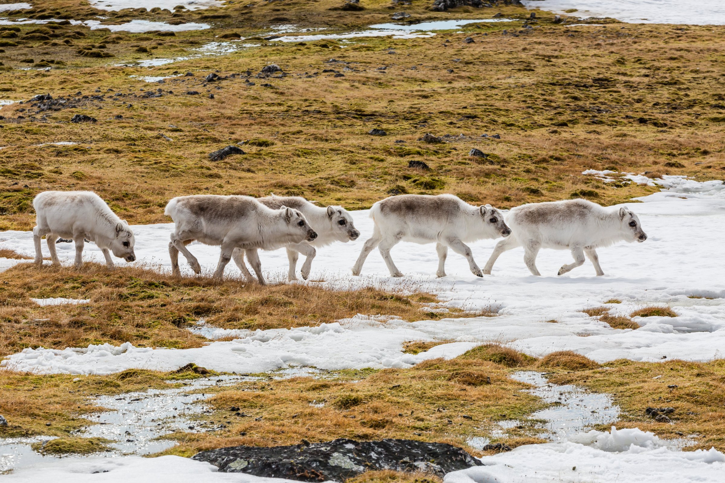arctic reindeer grazing climate change
