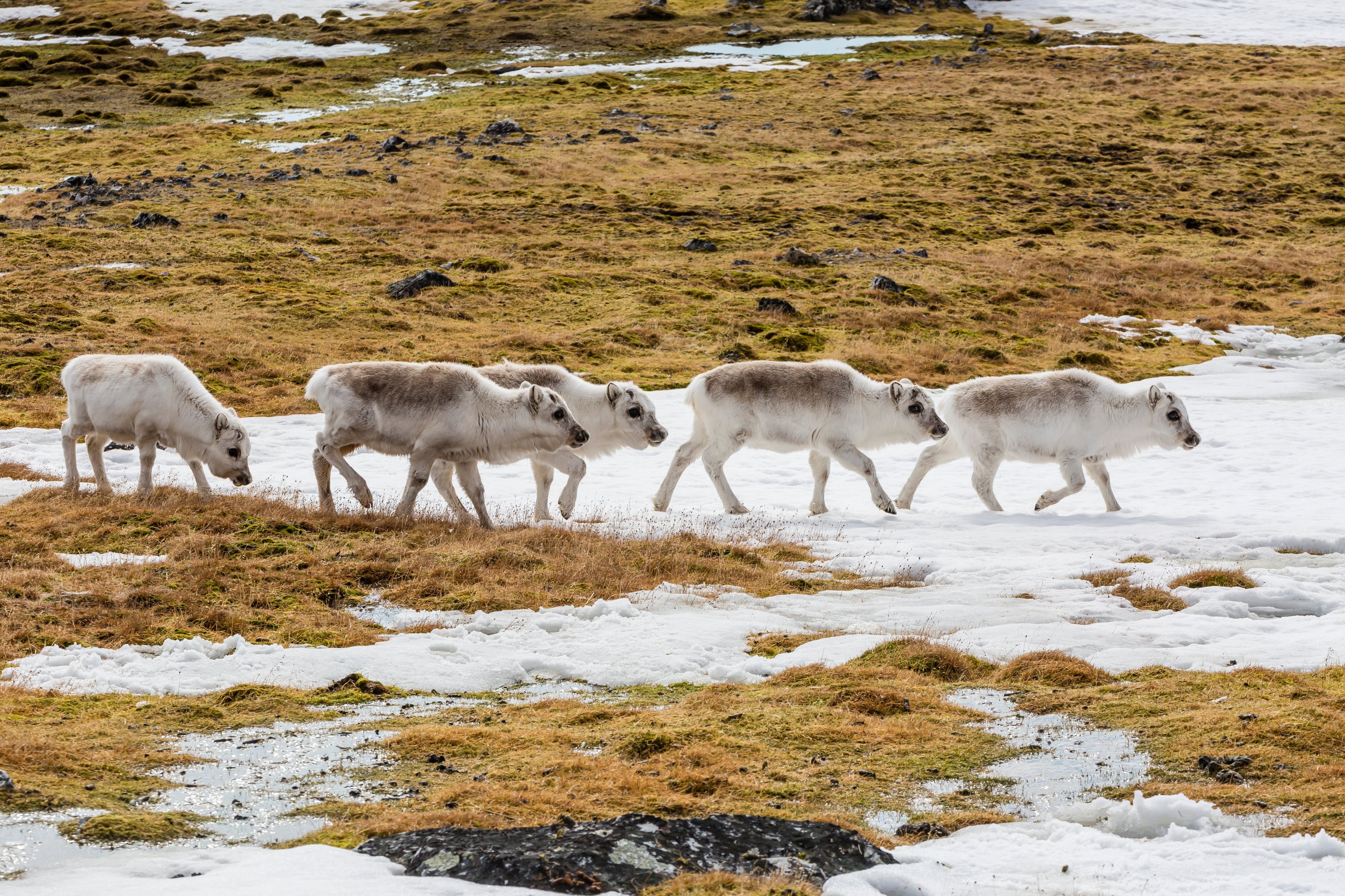 Svalbard reindeer (Rangifer tarandus) grazing on the tundra in Arctic Norway (Michael Nolan—Getty Images/Publisher Mix RF)