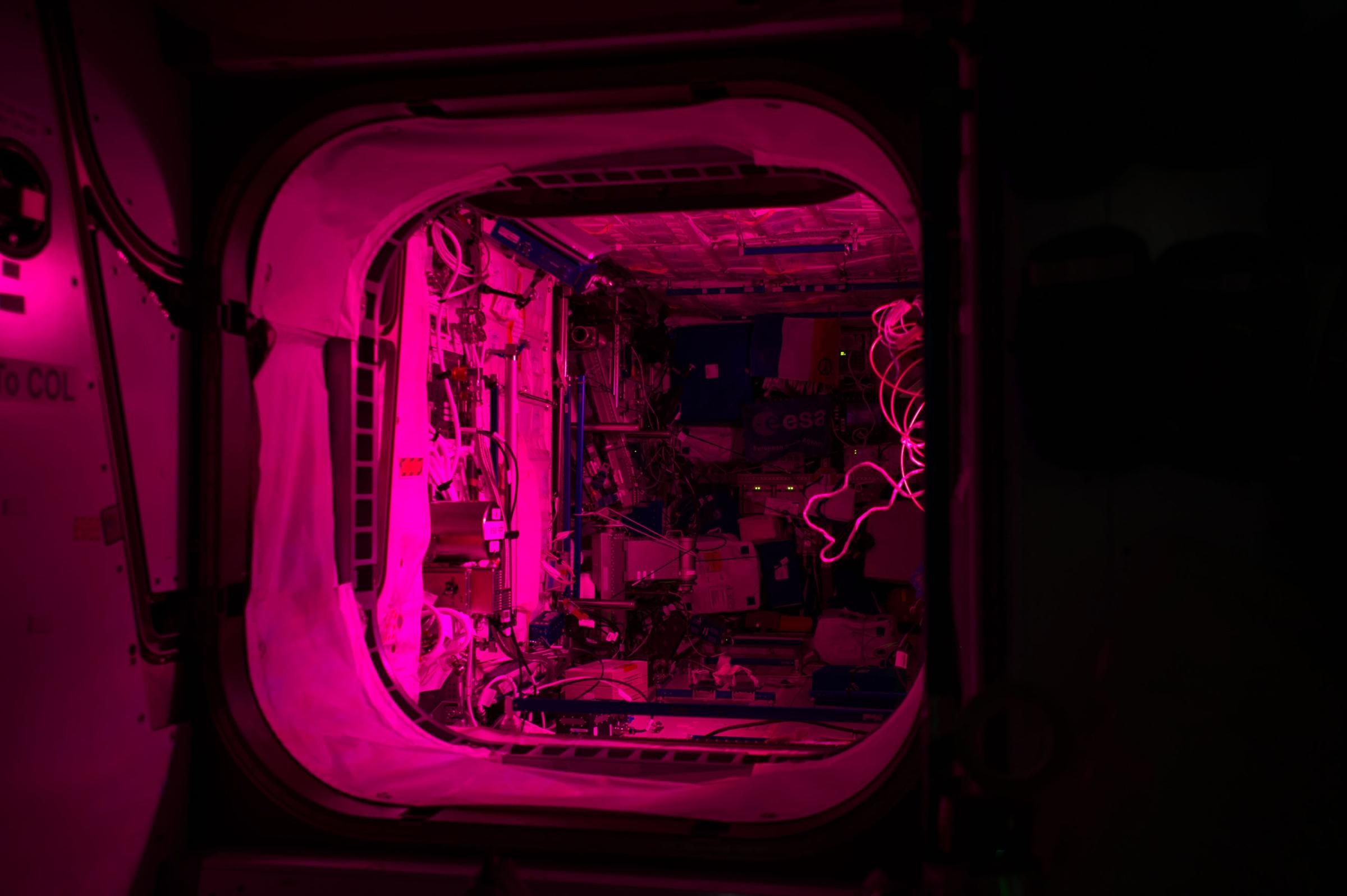 Dec. 2, 2016) --- Pink light from the Veggie experiment illuminates the Columbus module aboard the International Space Station. The Veggie system is a deployable plant growth unit capable of producing salad-type crops to provide the crew with a palatable, nutritious, and safe source of fresh food and a tool to support relaxation and recreation.