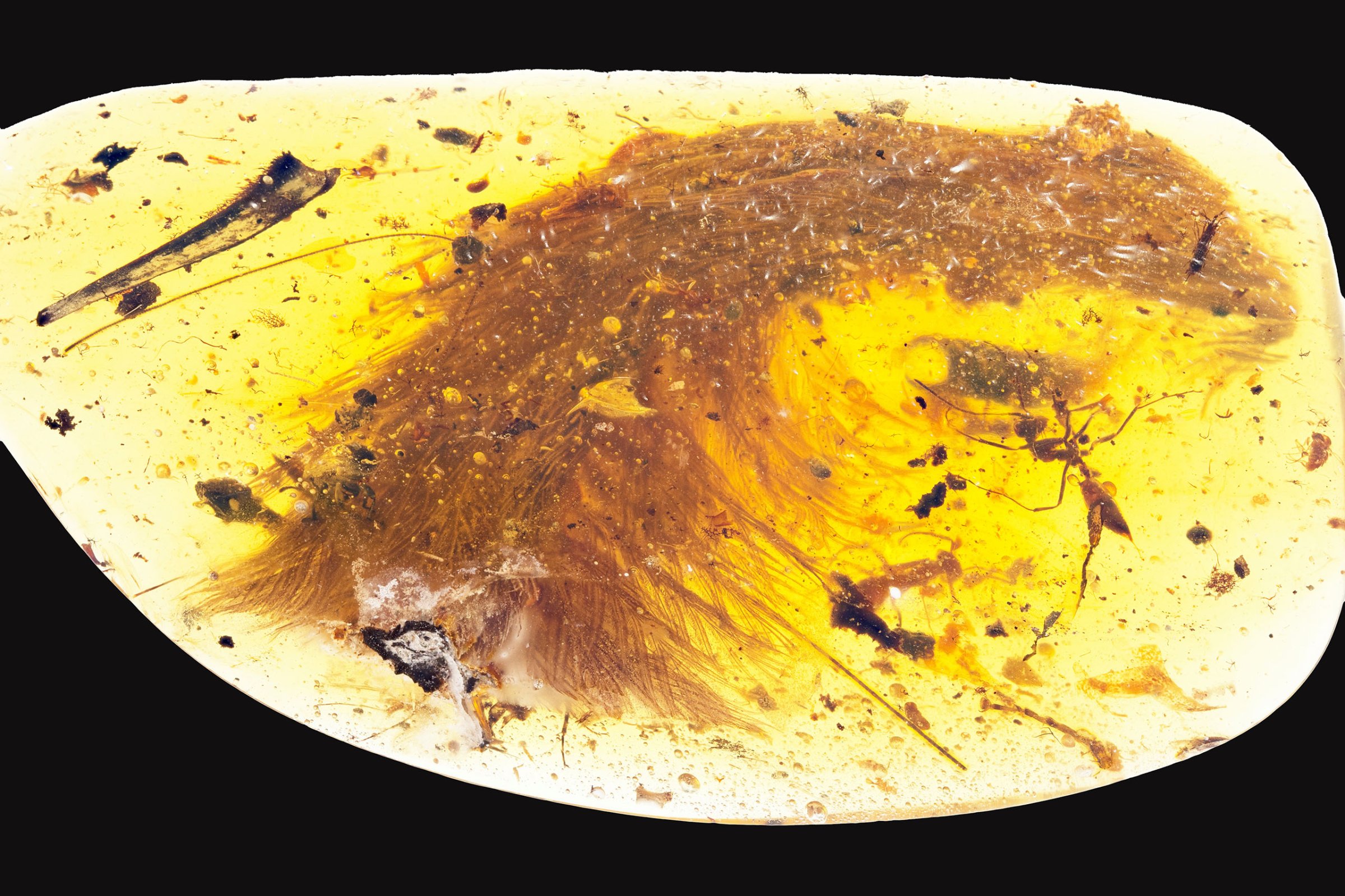 A chunk of amber - fossilized resin - shows the tip of a preserved dinosaur tail section in this image released by the Royal Saskatchewan Museum in Canada on Dec. 8, 2016.