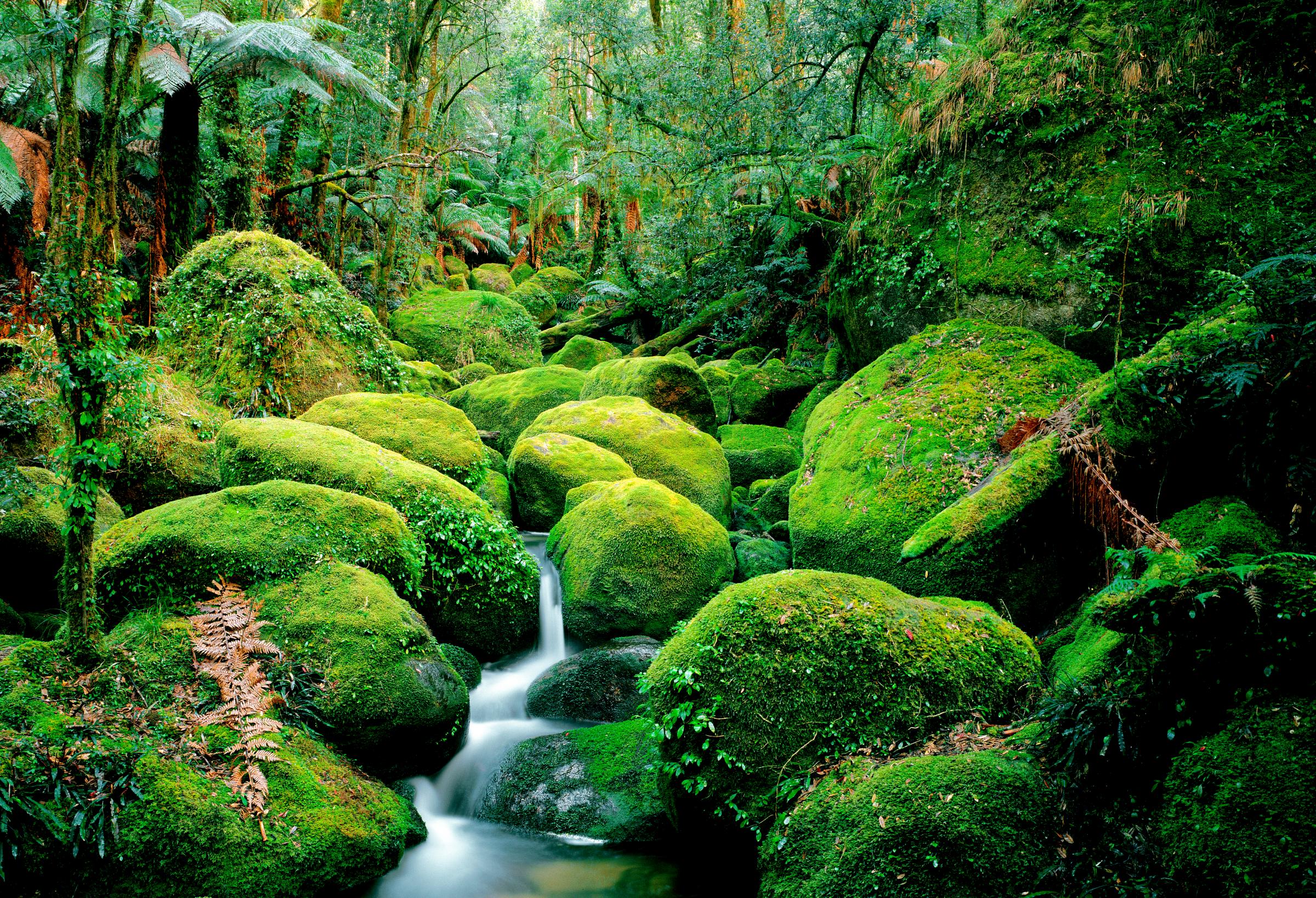 Carters Creek, flowing through moss-covered boulders, Bemboka Section, South East Forest National Park, New South Wales, Australia