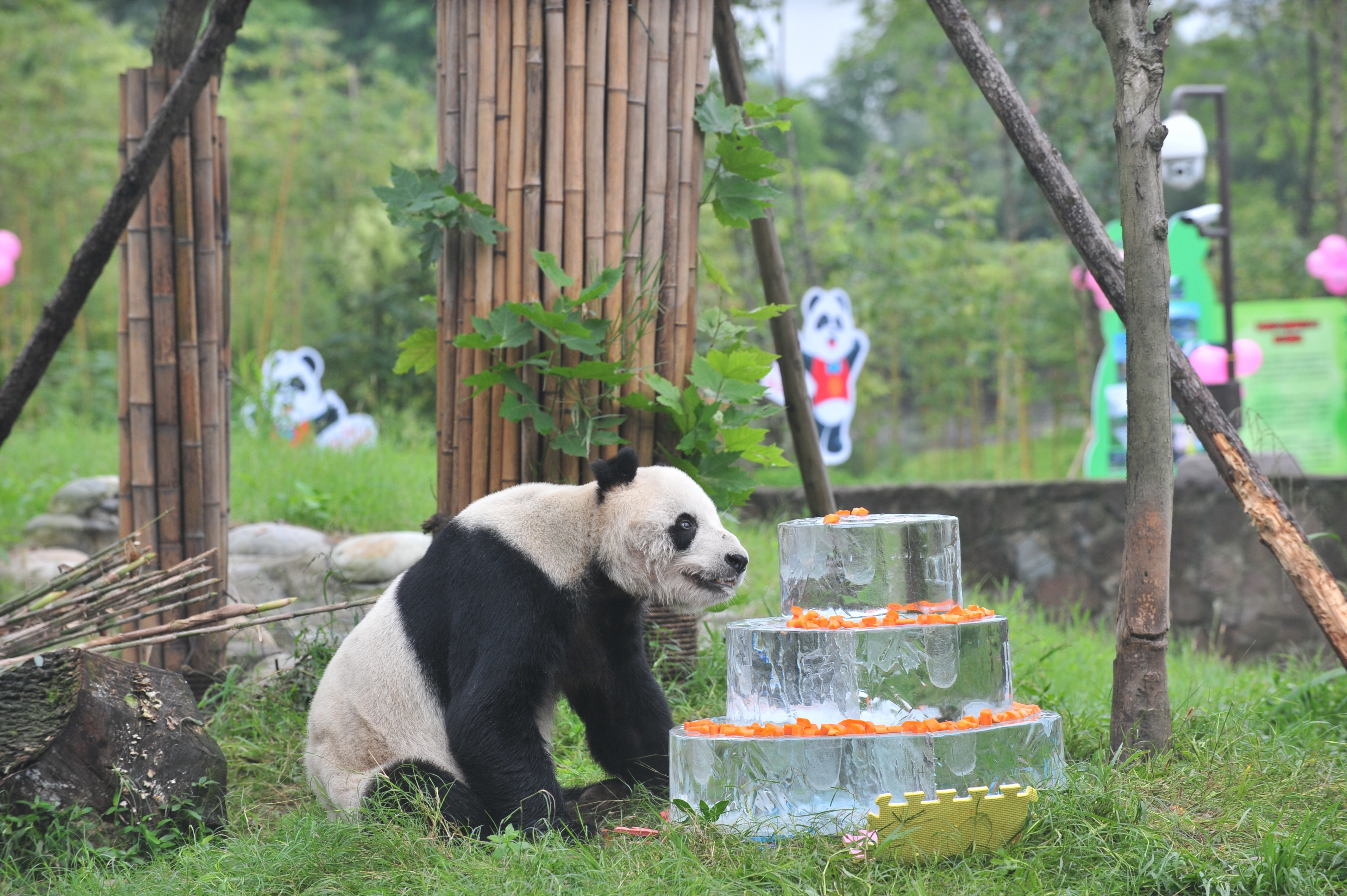 Giant panda Pan Pan sits near a frozen cake during its 30th birthday celebration at the China Conservation and Research Center for the Giant Panda in Dujiangyan, China, Sept. 21, 2015. (VCG—VCG via Getty Images)