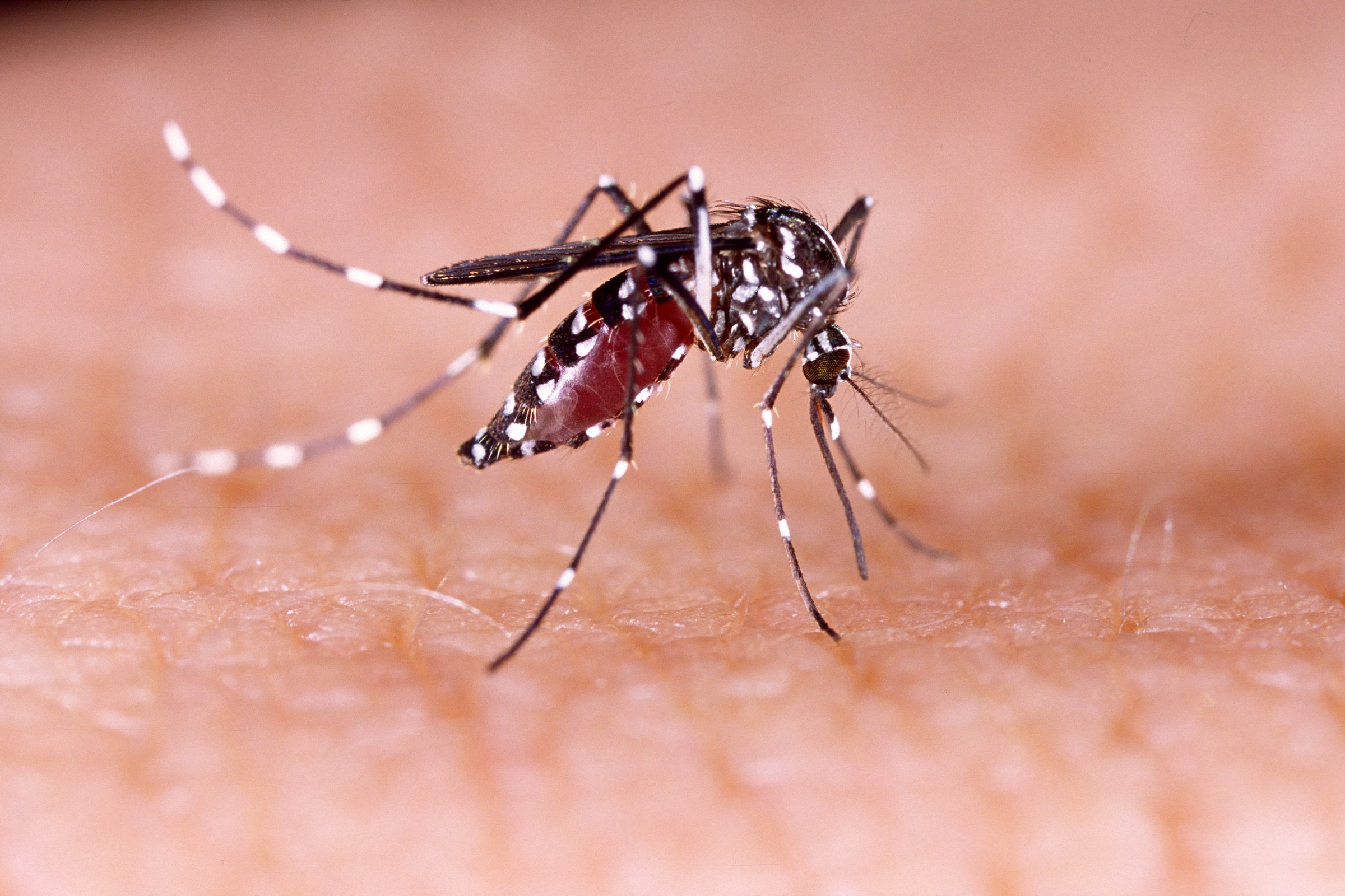 Zika virus aedes aegypti Dengue chikungunya Mayaro fever human skin