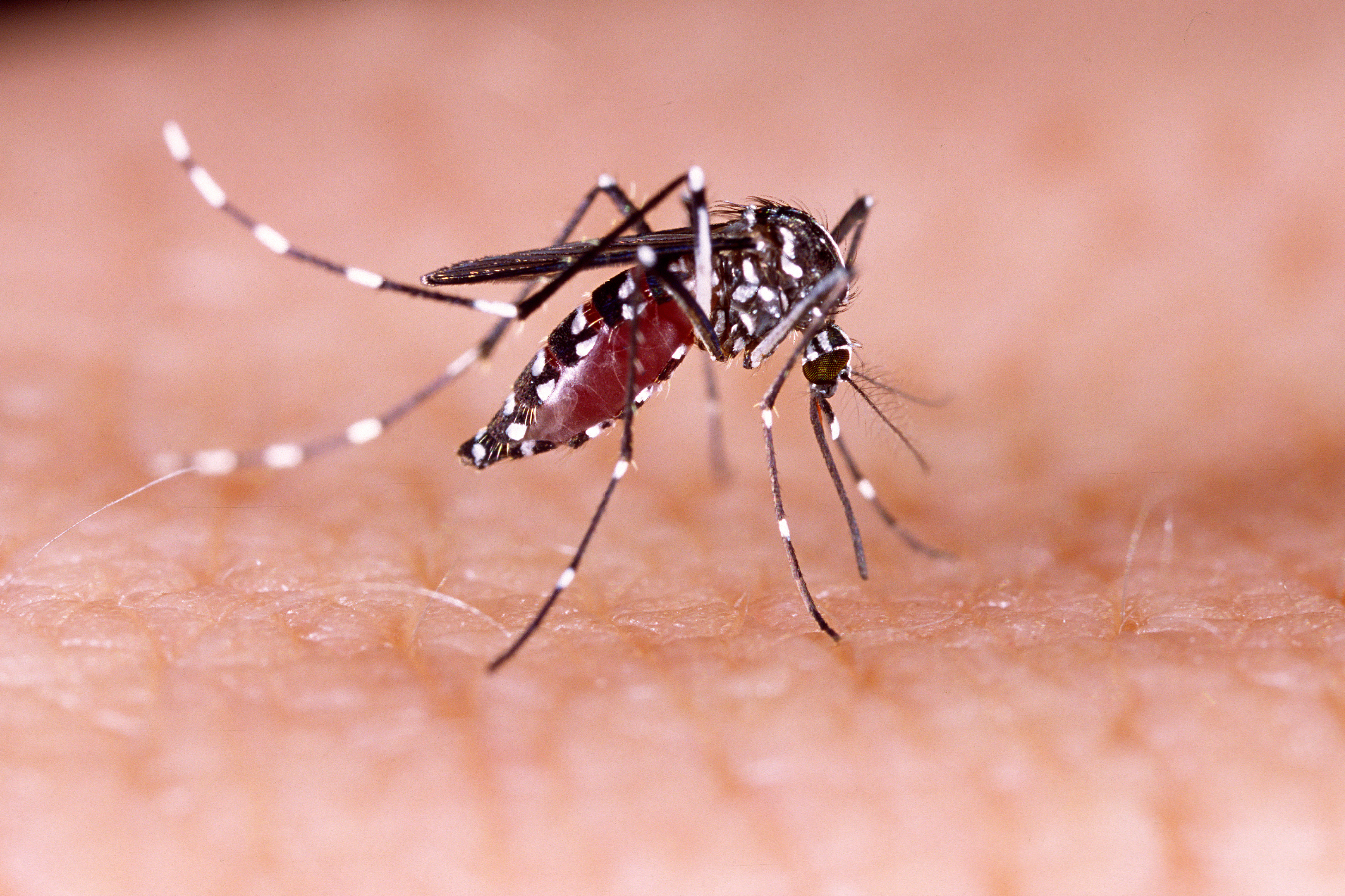 Dengue, zika, chikungunya and Mayaro fever mosquito (aedes aegypti) on human skin (TacioPhilip&mdash;Getty Images/iStockphoto)