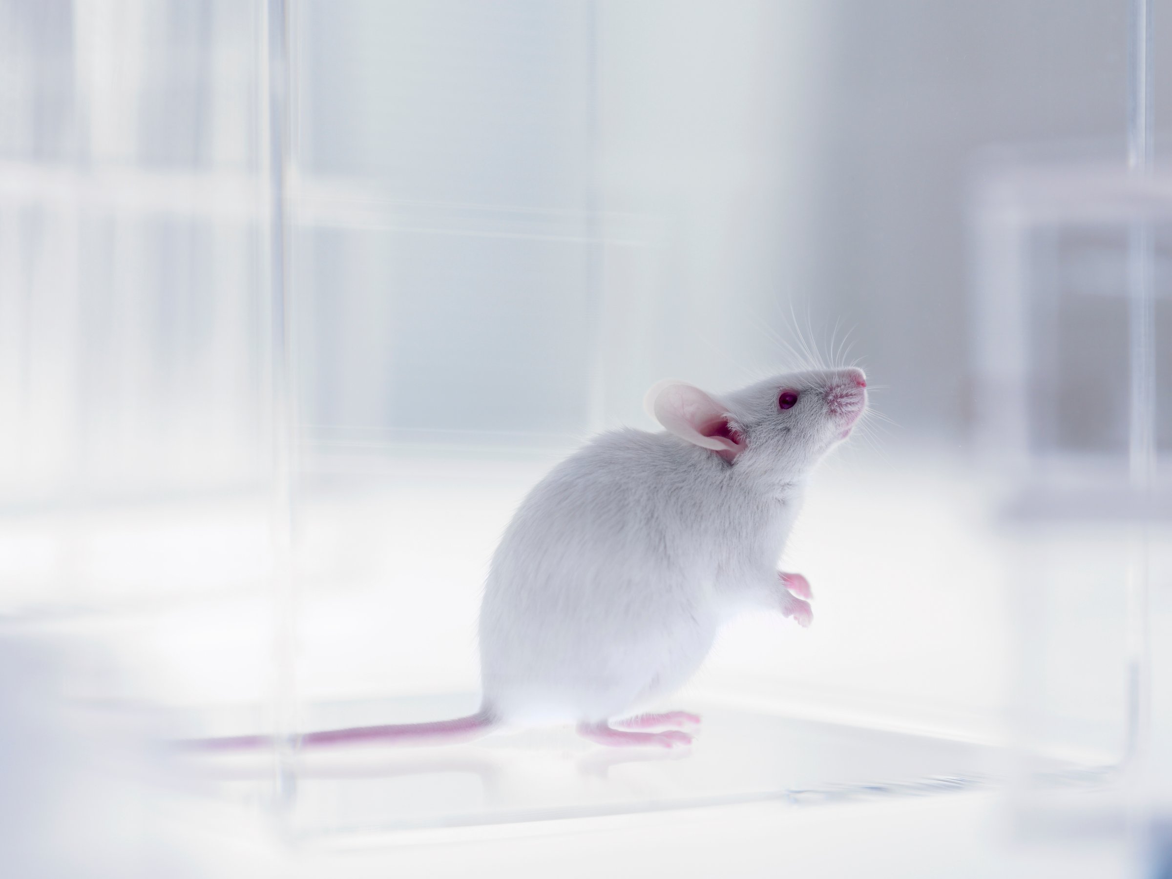 Mouse looking up in laboratory