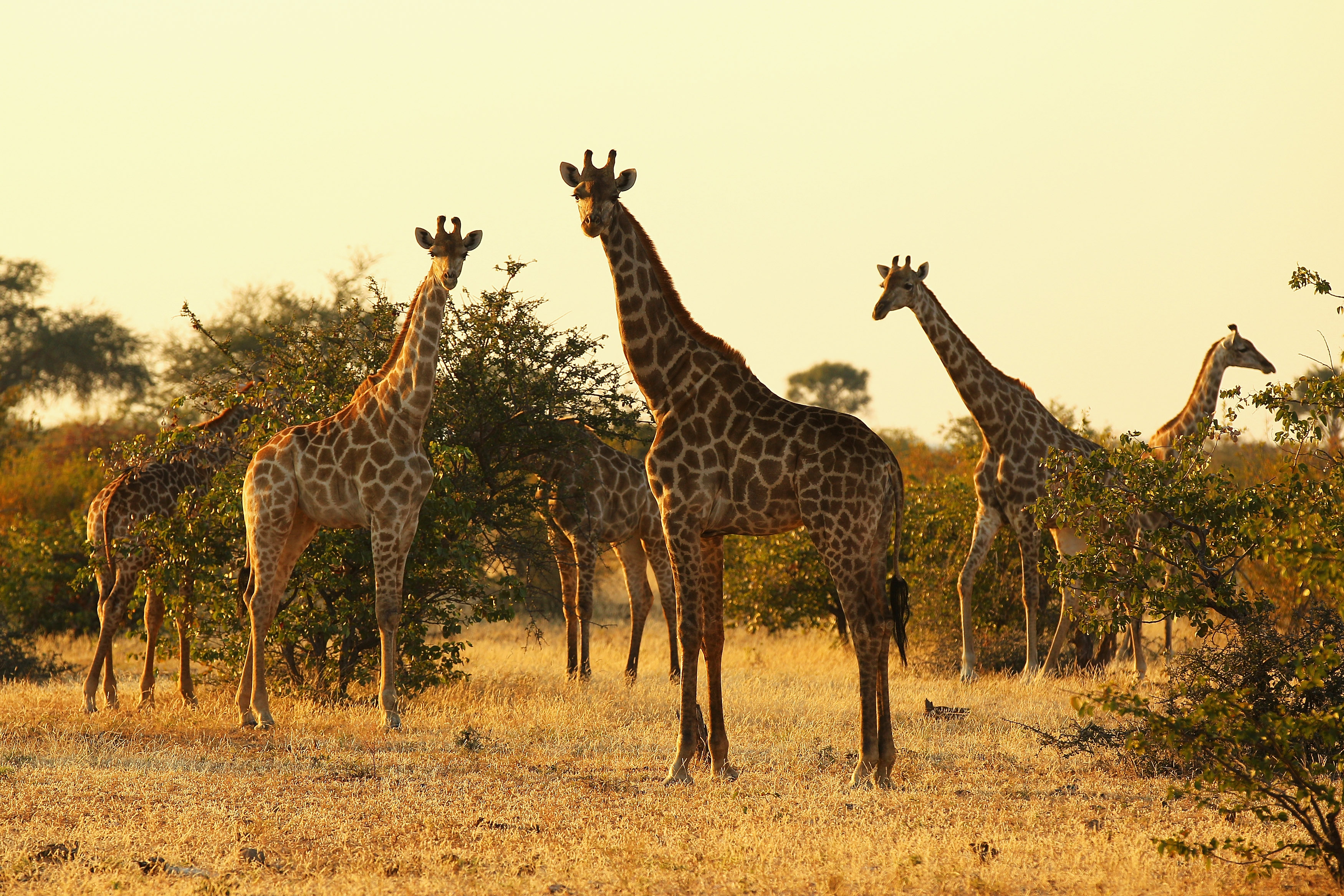 Giraffe Extinction: IUCN Says Animal Threatened in Ranking | Time