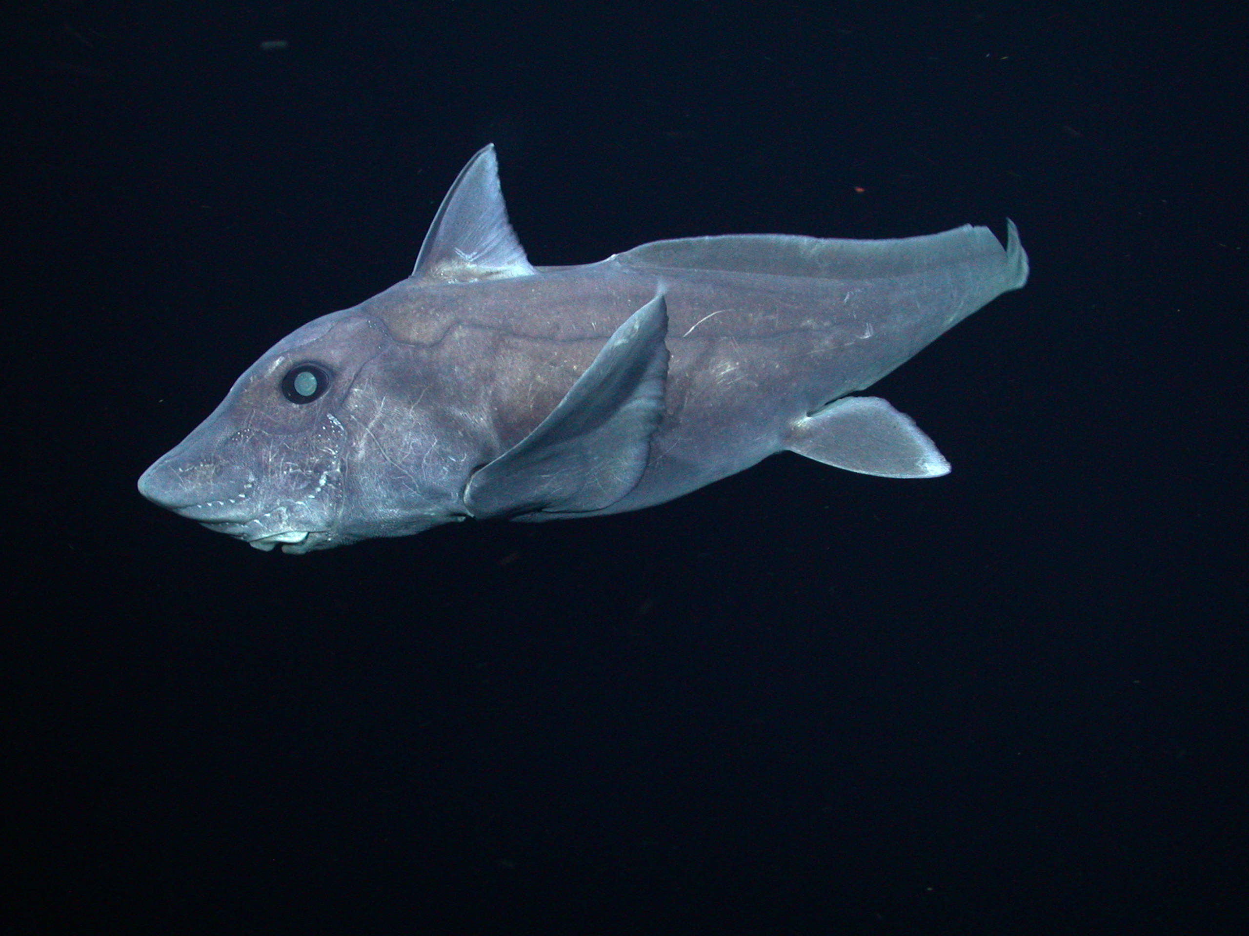 This pointy-nosed blue chimaera (Hydrolagus cf. trolli) was videotaped by MBARI’s remotely operated vehicle Tiburon near the summit of Davidson Seamount, off the coast of Central California at a depth of about 1,640 meters. (MBARI)