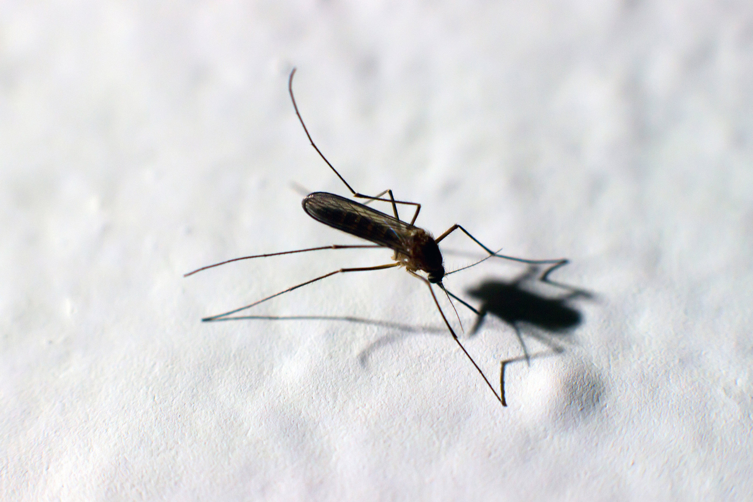 Zika virus, mosquito, Dengue, chikungunya fever, microcephaly