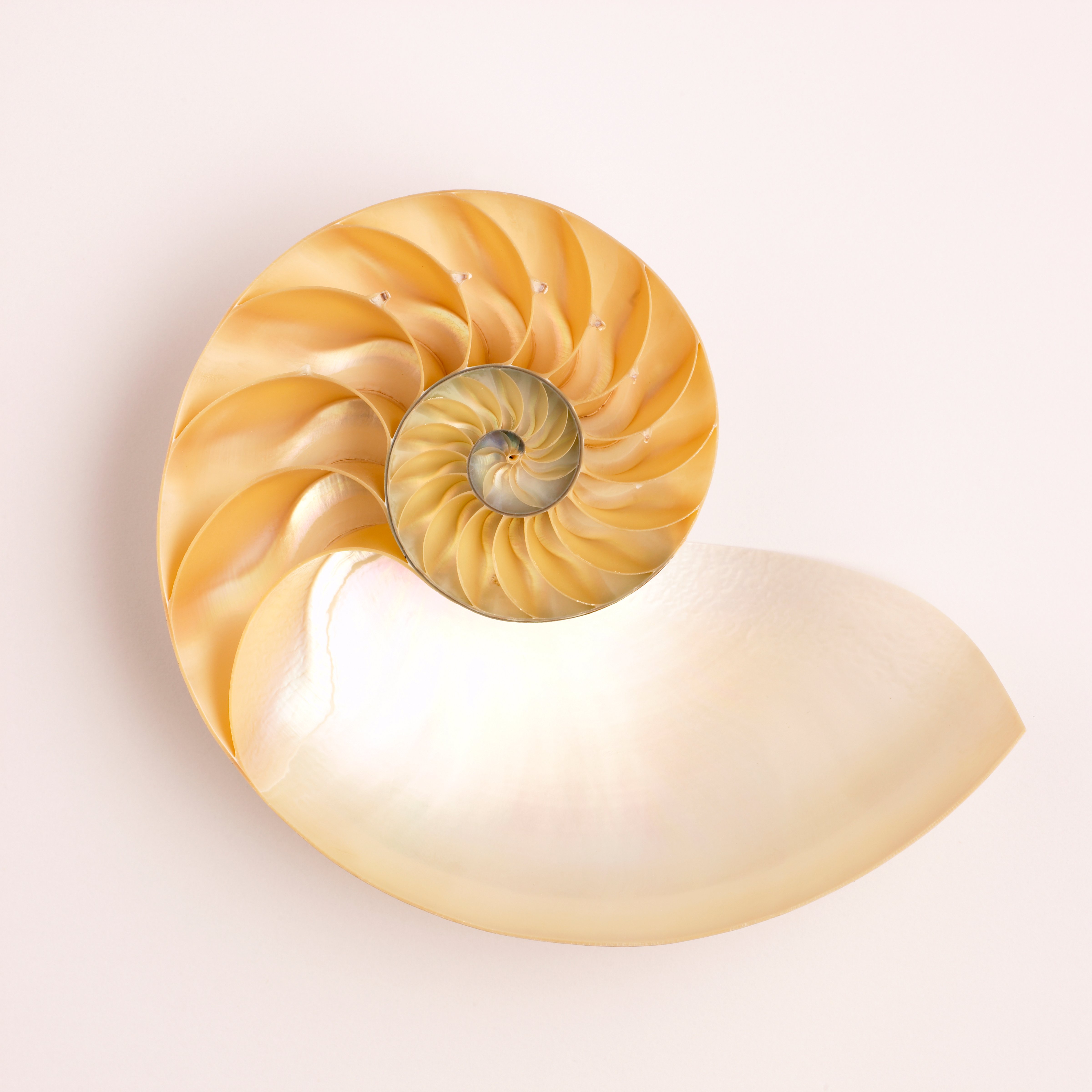 Nautilus Shell. (ALEAIMAGE—Getty Images)