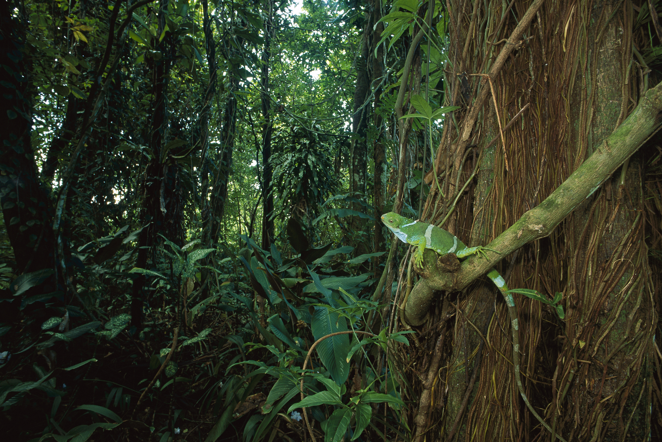 rainforest extinction climate change