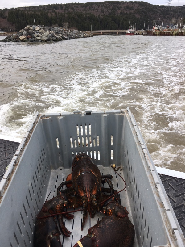 “King Louie” the lobster rides on the back of a boat on his way to be set free after being saved by Katie Conklin in Alma, Canada. (Courtesy of Alma Lobster Shop)