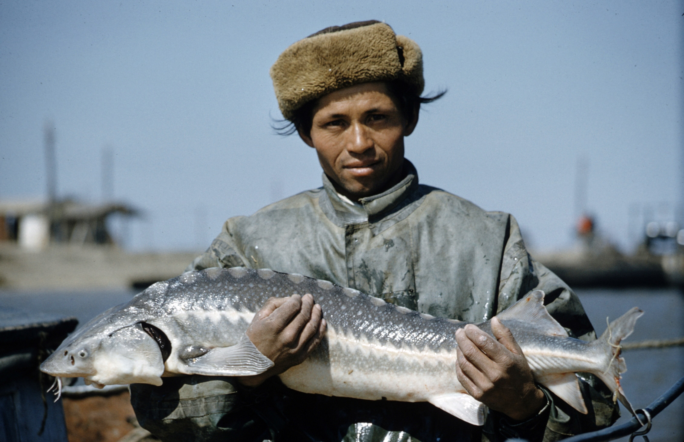 Sturgeon and Russian caviar 1960 photo essay by Carl Mydans.