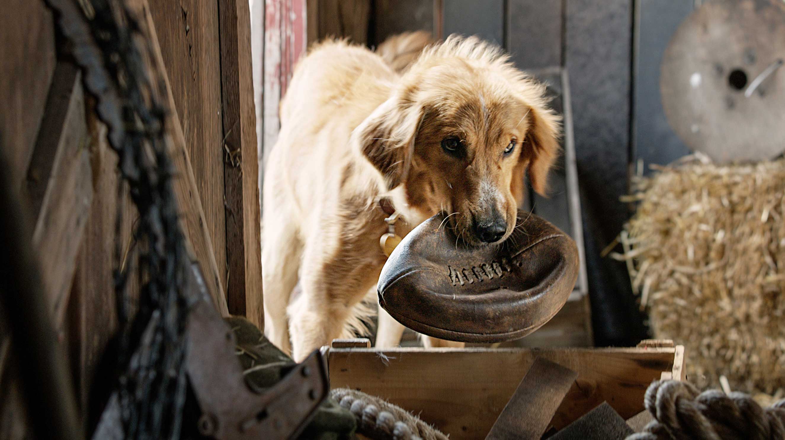 A Dog’s Purpose defies W.C. Fields’ dictum to “never work with children or animals” (Universal)