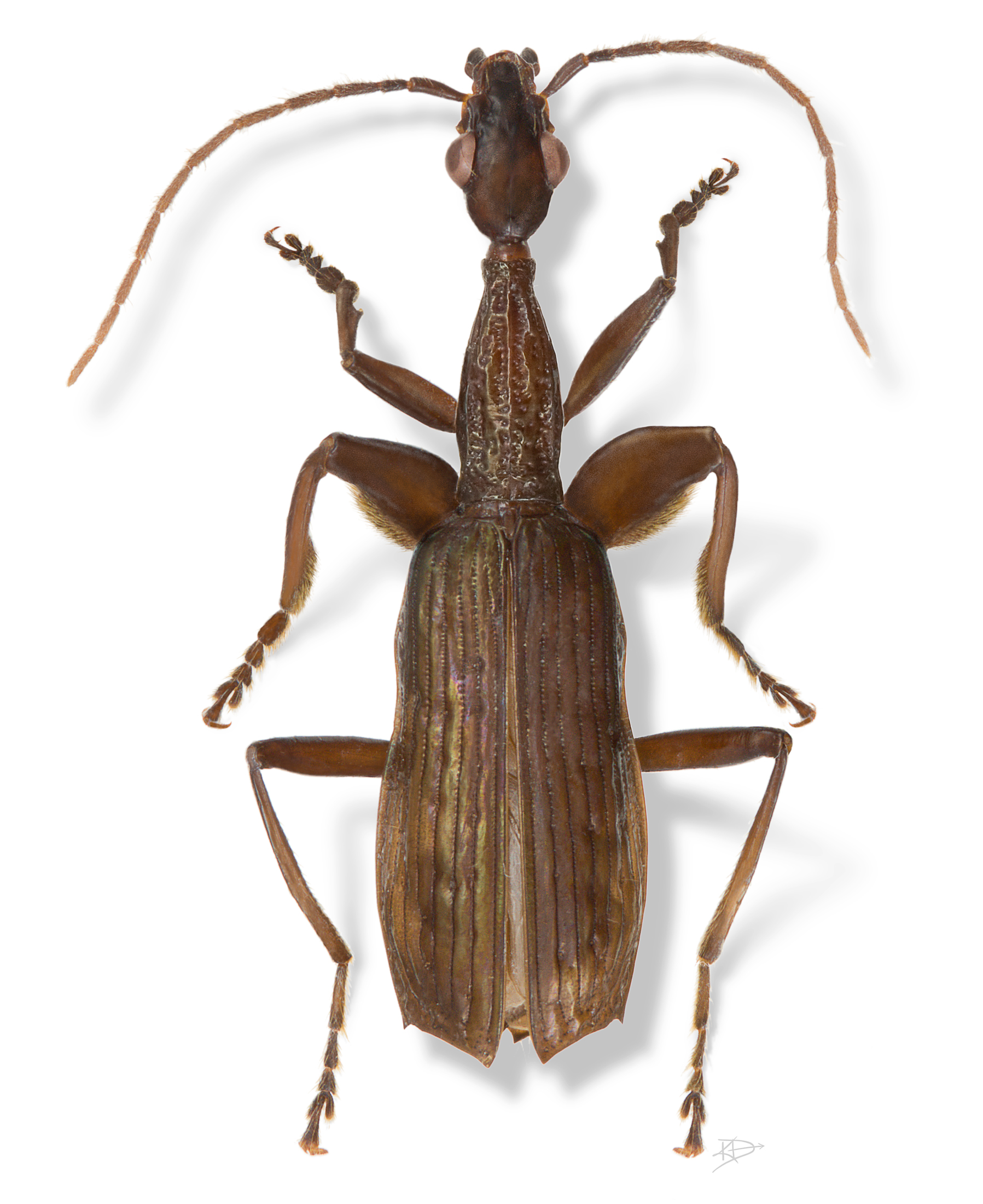 Agra schwartzeneggeri (Coleoptera: Carabidae)