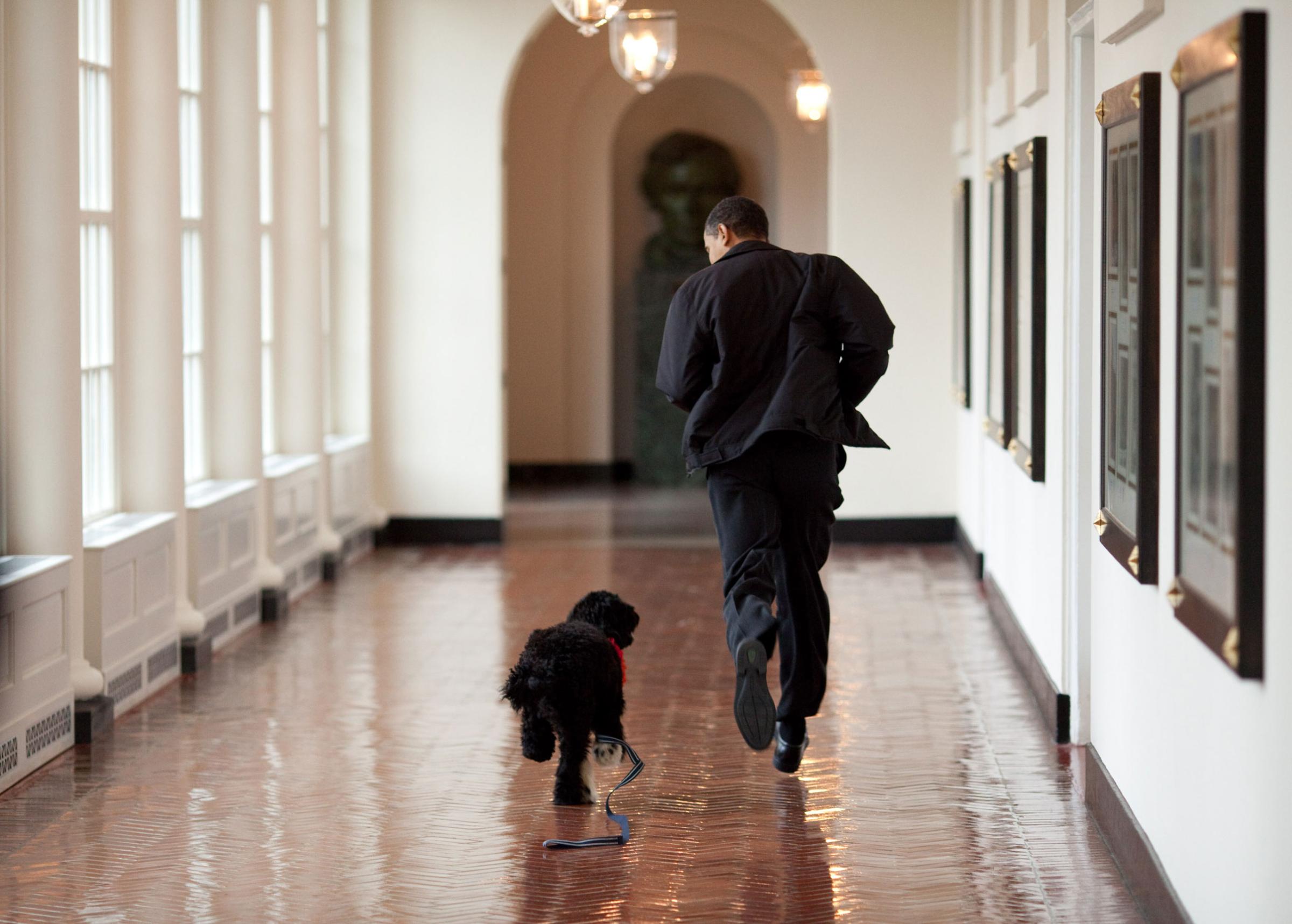 “The Obama family was introduced to a prospective family dog at a secret greet on a Sunday. After spending about an hour with him, the family decided he was the one. Here, the dog ran alongside the President in an East Wing hallway. The dog returned to his trainer while the Obama’s embarked on their first international trip. I had to keep these photos secret until a few weeks later, when the dog was brought ‘home’ to the White House and introduced to the world as Bo.” March 15, 2009