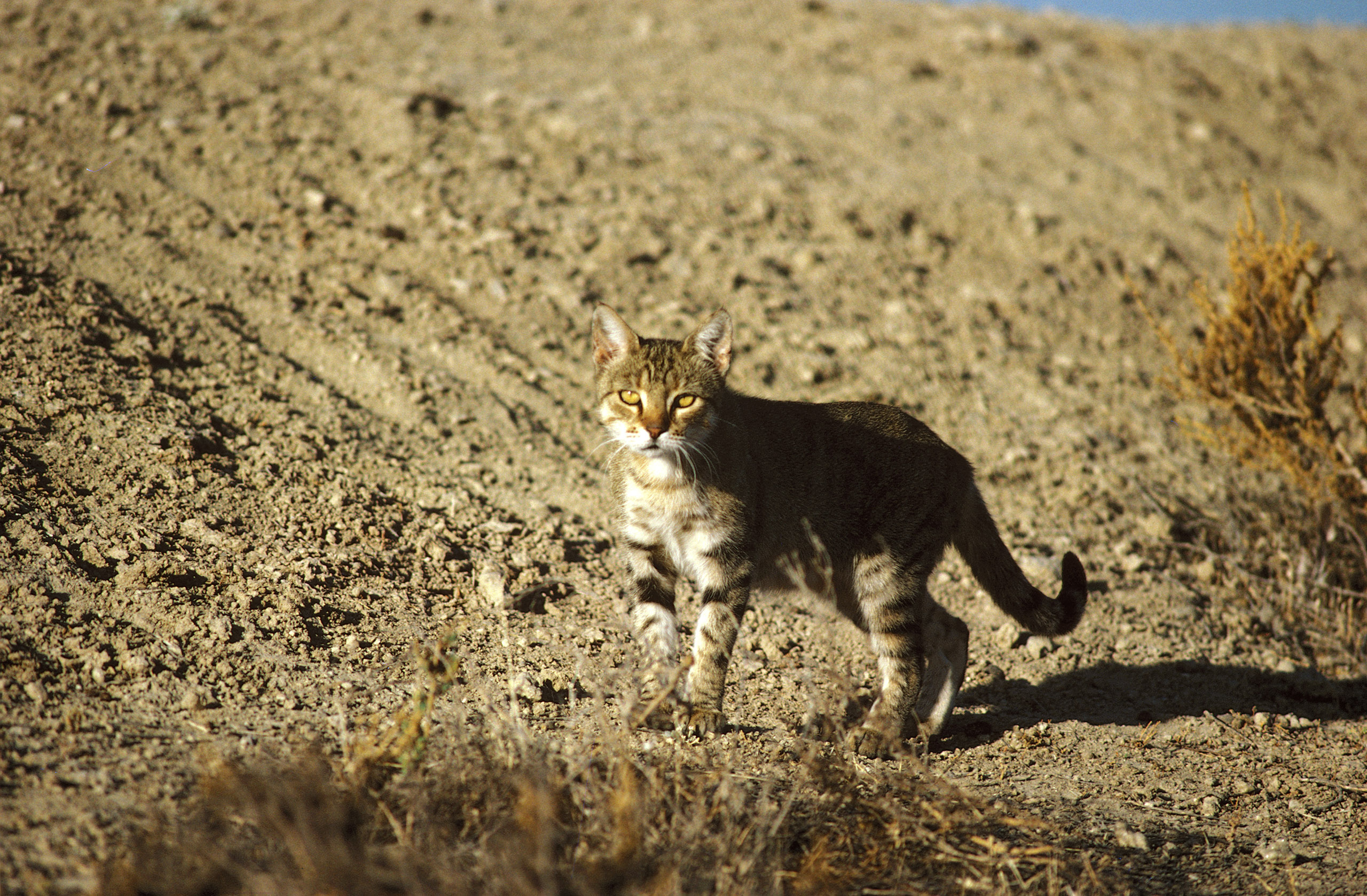 A feral cat in Western New South Wales, Australia. (Getty Images)