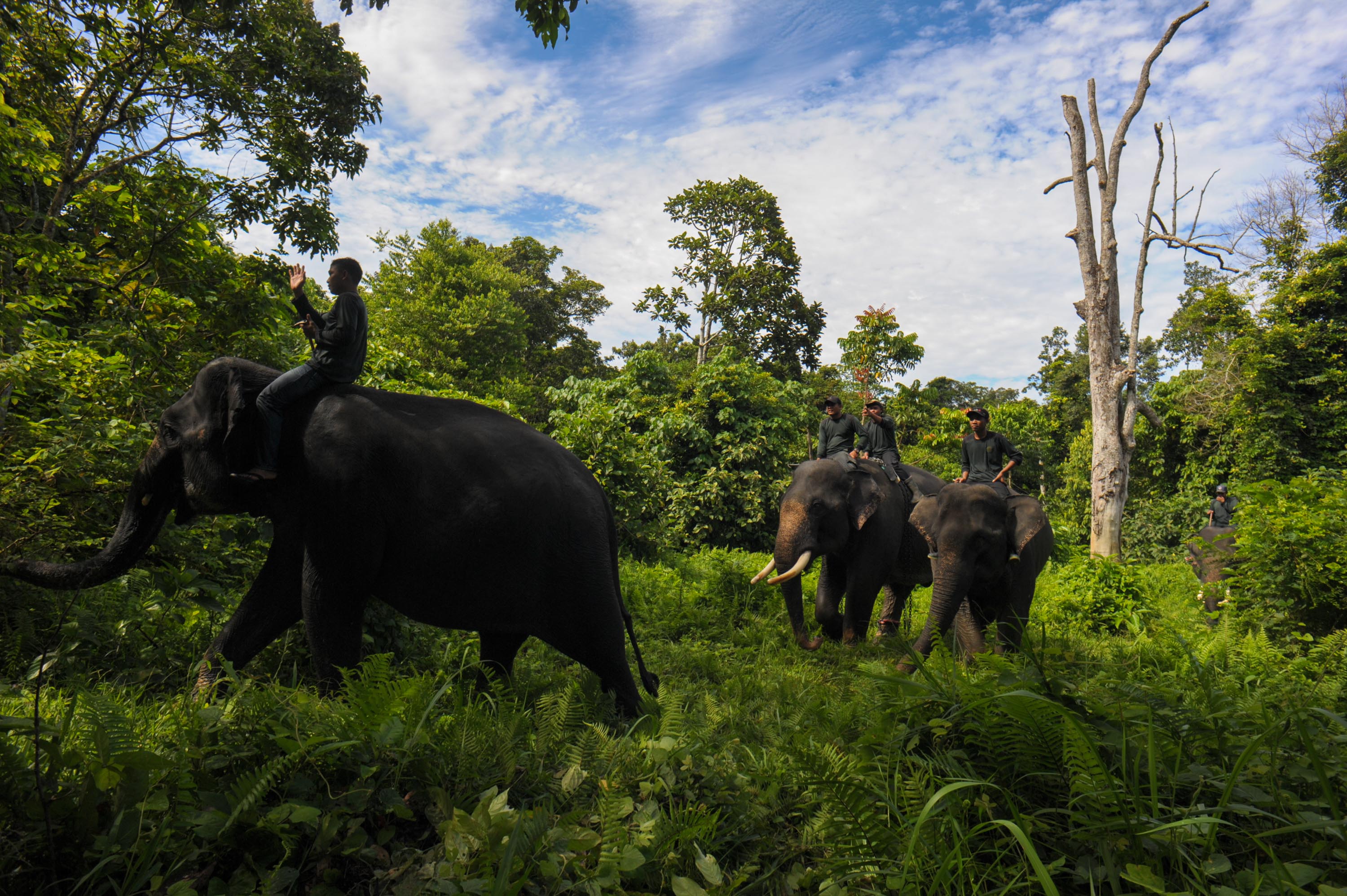 This picture taken in Leuser National park, South Aceh on April 16, 2016 shows Indonesian mahouts and elephants conducting a patrol along the Leuser Ecosystem corridor close to palm oil plantations in South Aceh. (Chaideer Mahyuddin—AFP/Getty Images)