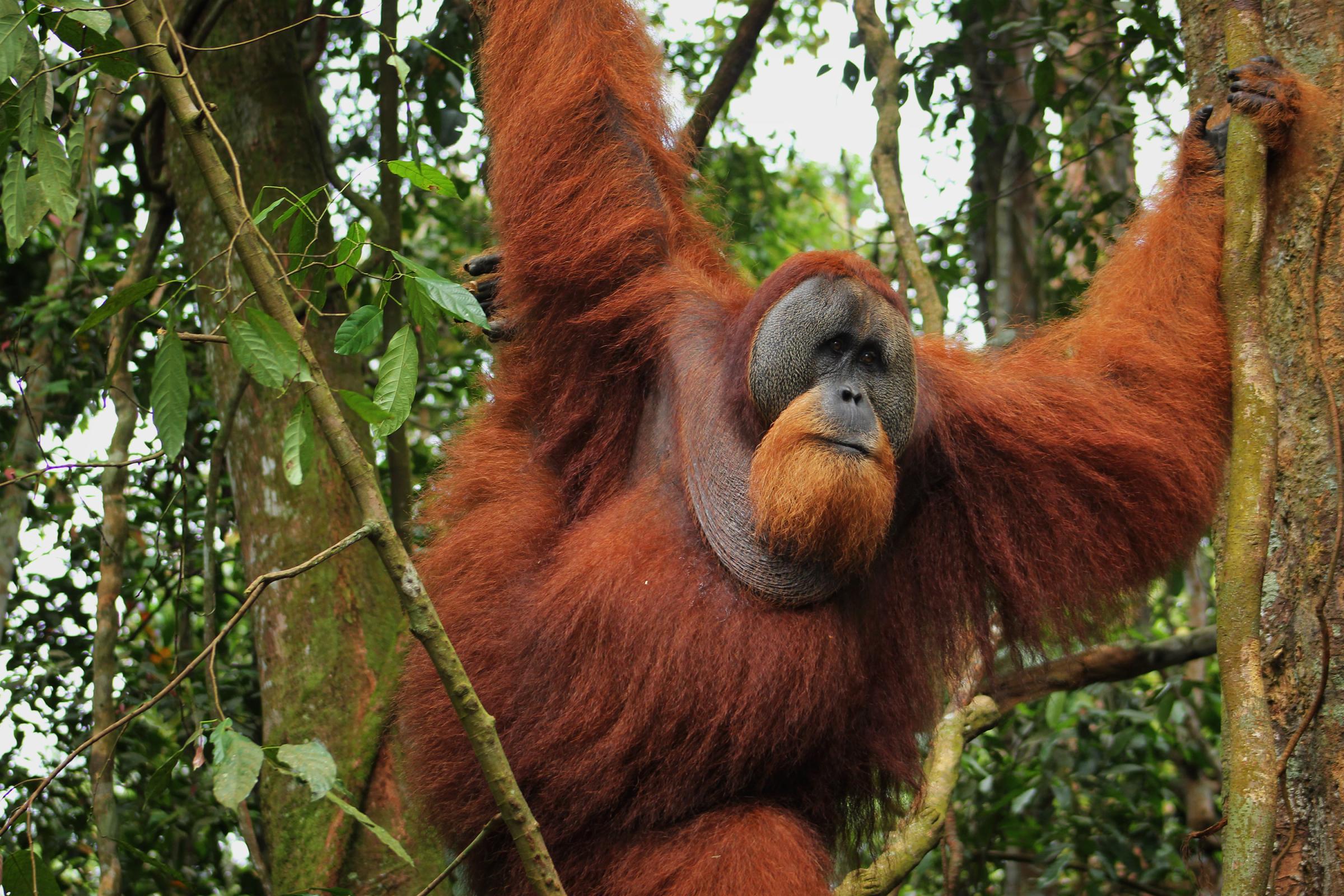Sumatran Orangutans Seen At Gunung Leuser National Park