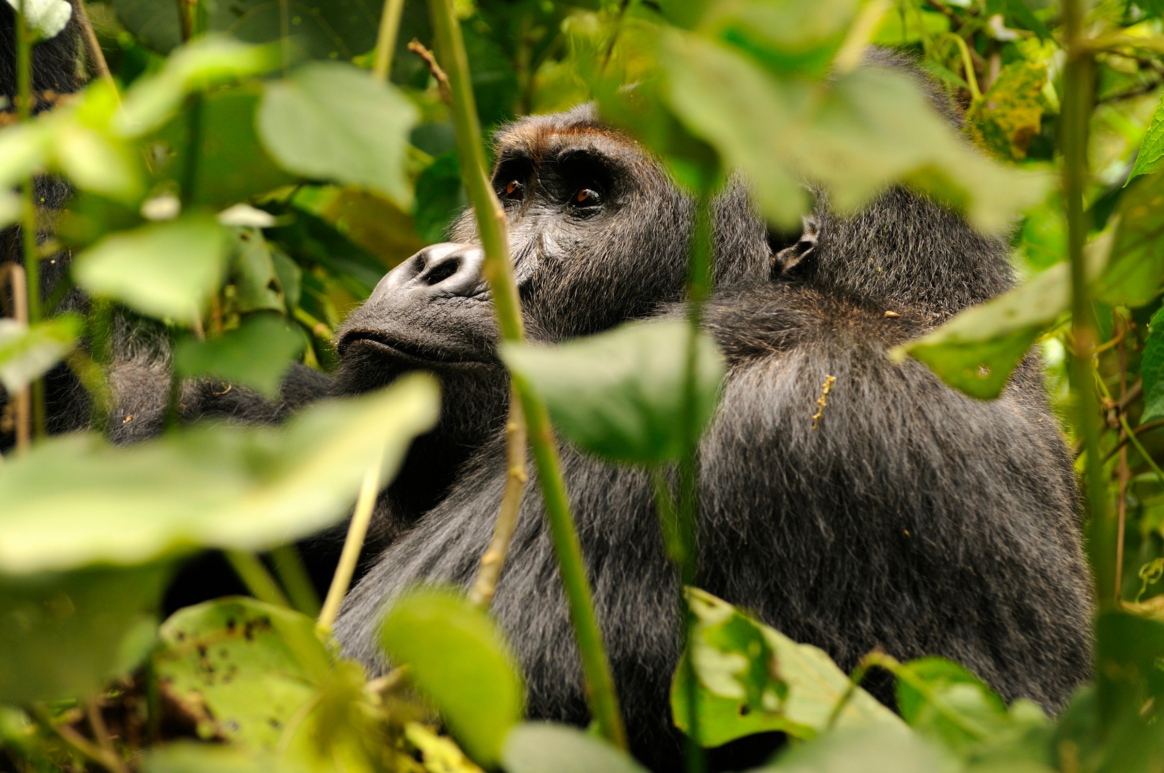 grauers gorilla extinction primates