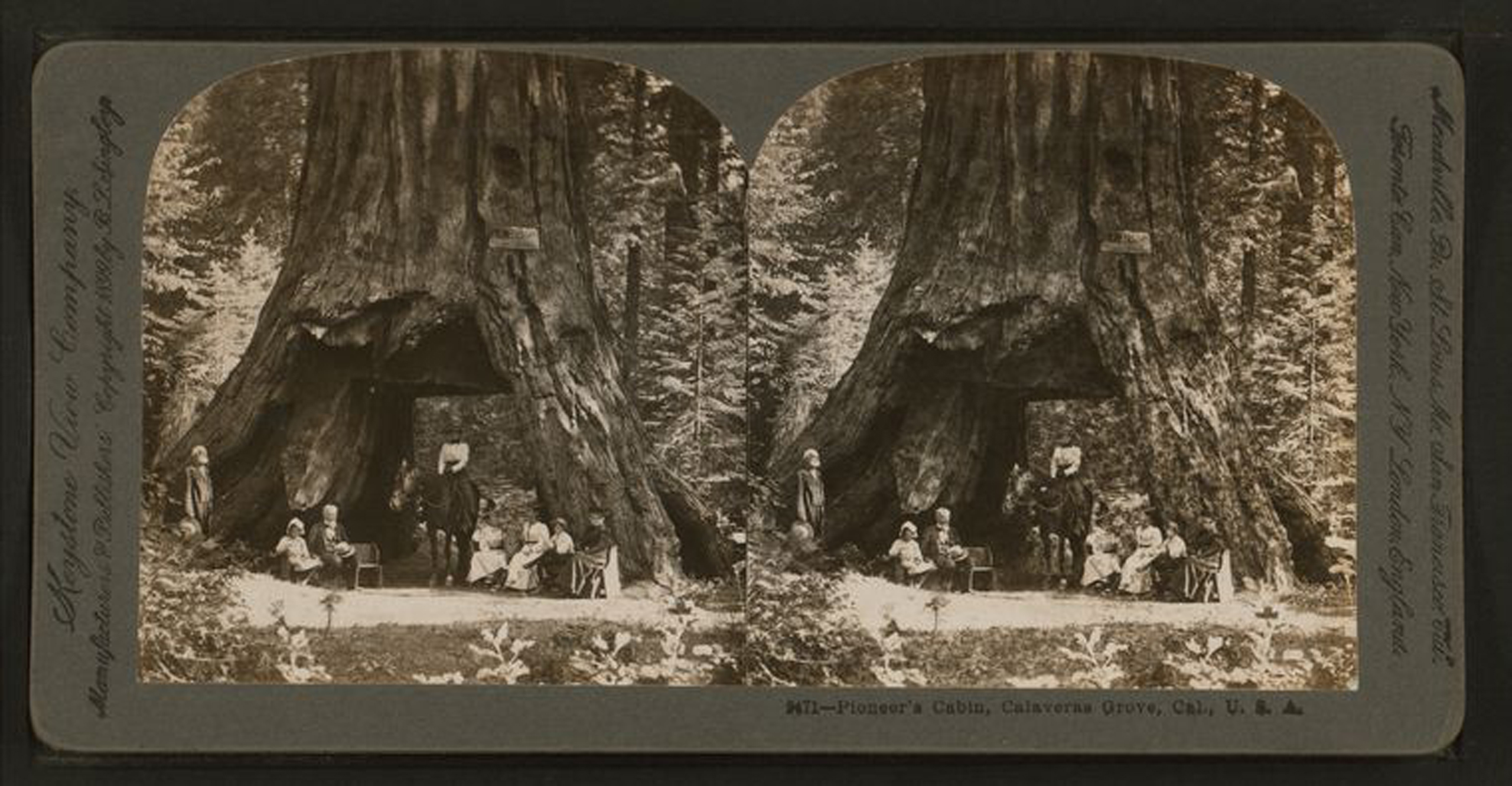 A 1899 stereograph shows the Pioneer Cabin sequoia in Calaveras Grove, California. (B.L. Singley—New York Public Library)