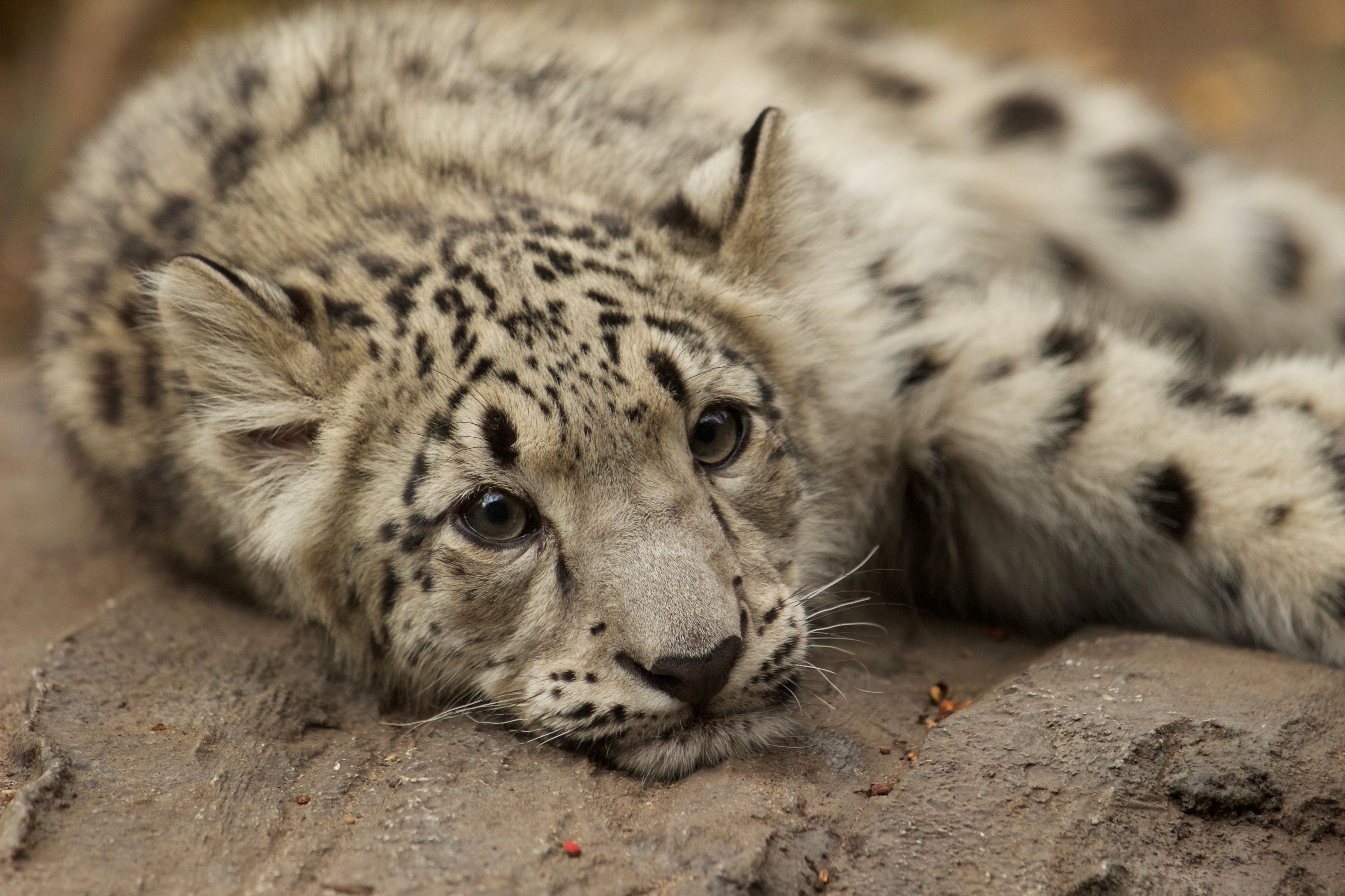 A snow leopard cub rests at New York City's Central Park Zoo. (Alex Fitzpatrick for TIME:)