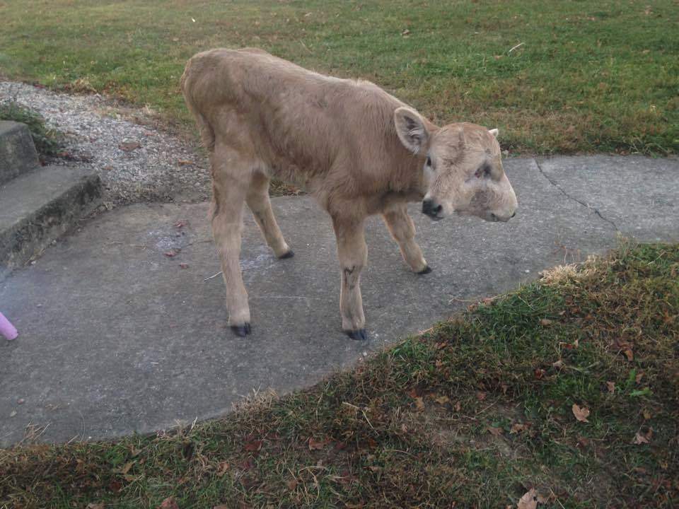 A two-faced calf named Lucky, who died in Taylor County, KY, on Jan. 2, 2017. (Brandy McCubbin—AP)