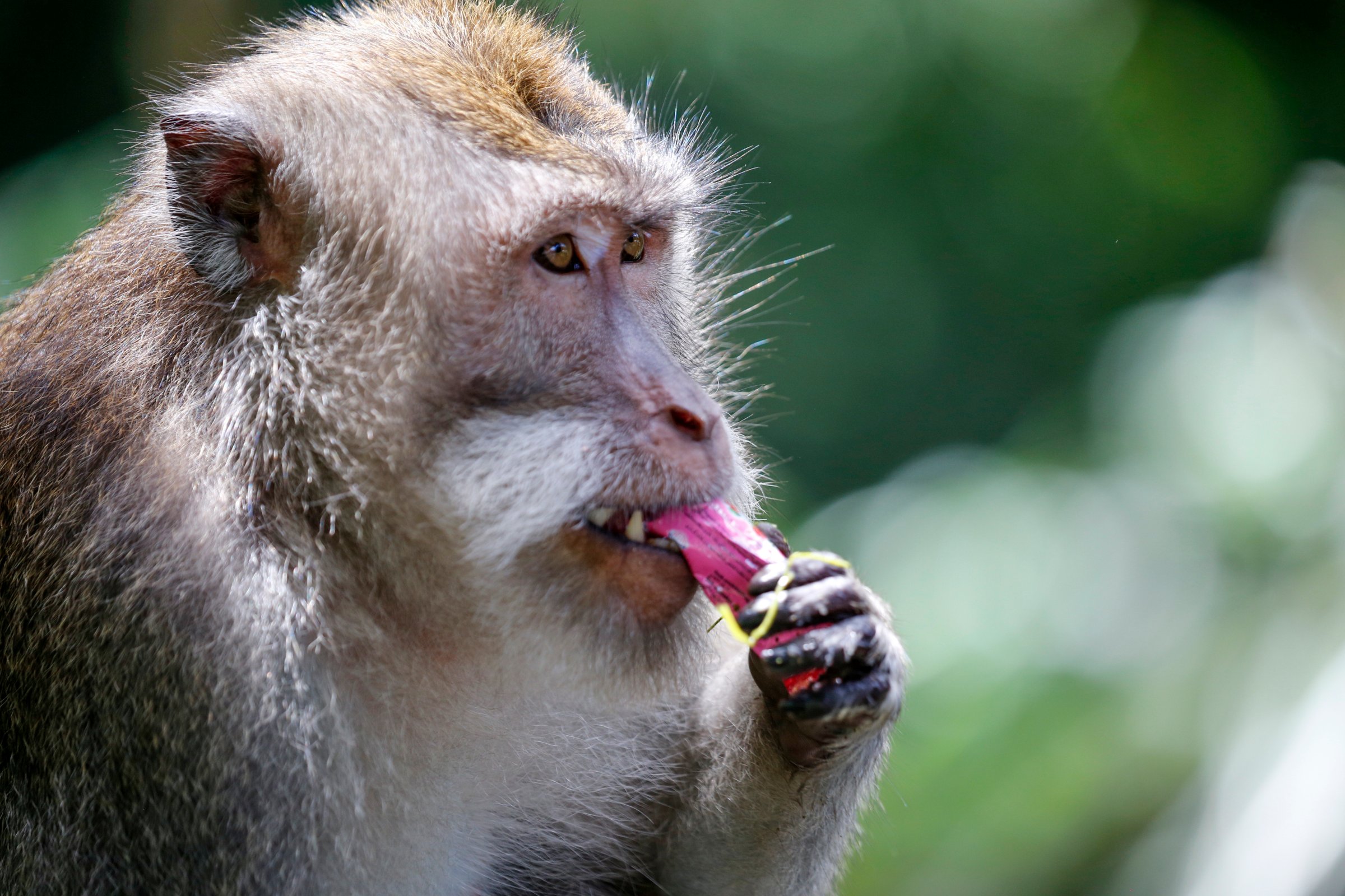 macaque humans memory