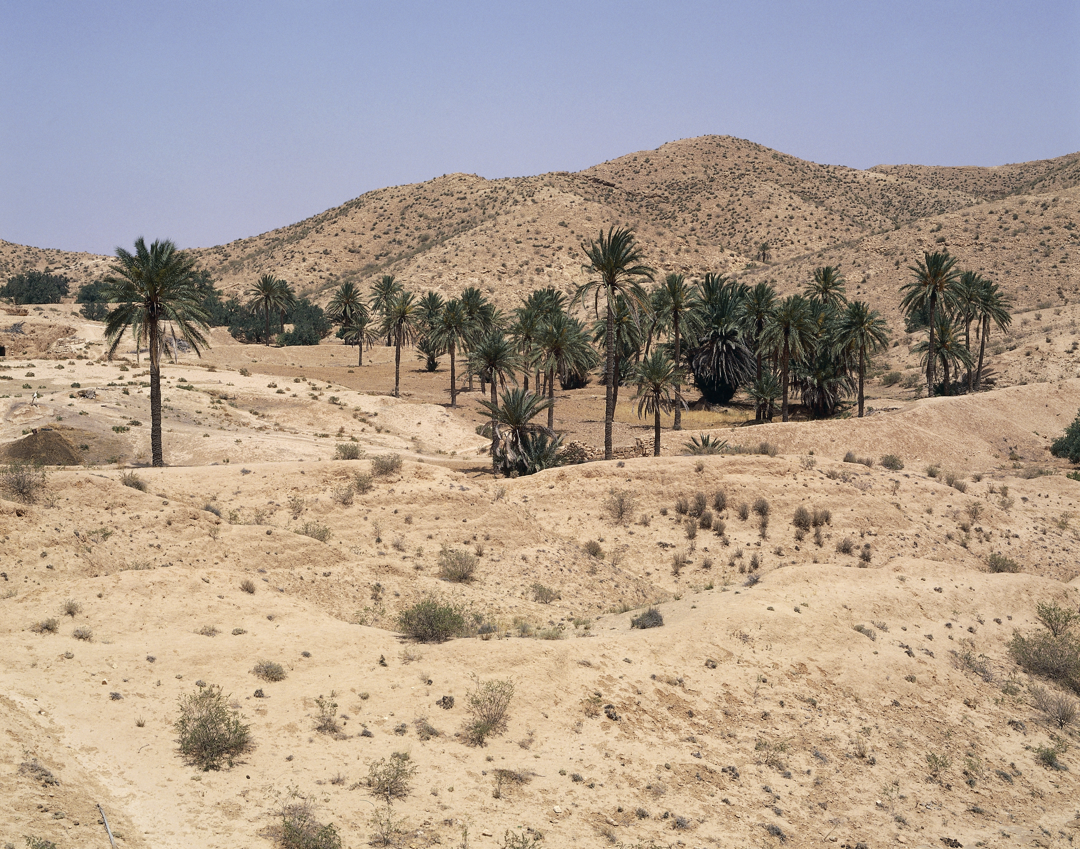Oasis near Matmata, Sahara Desert, Tunisia.