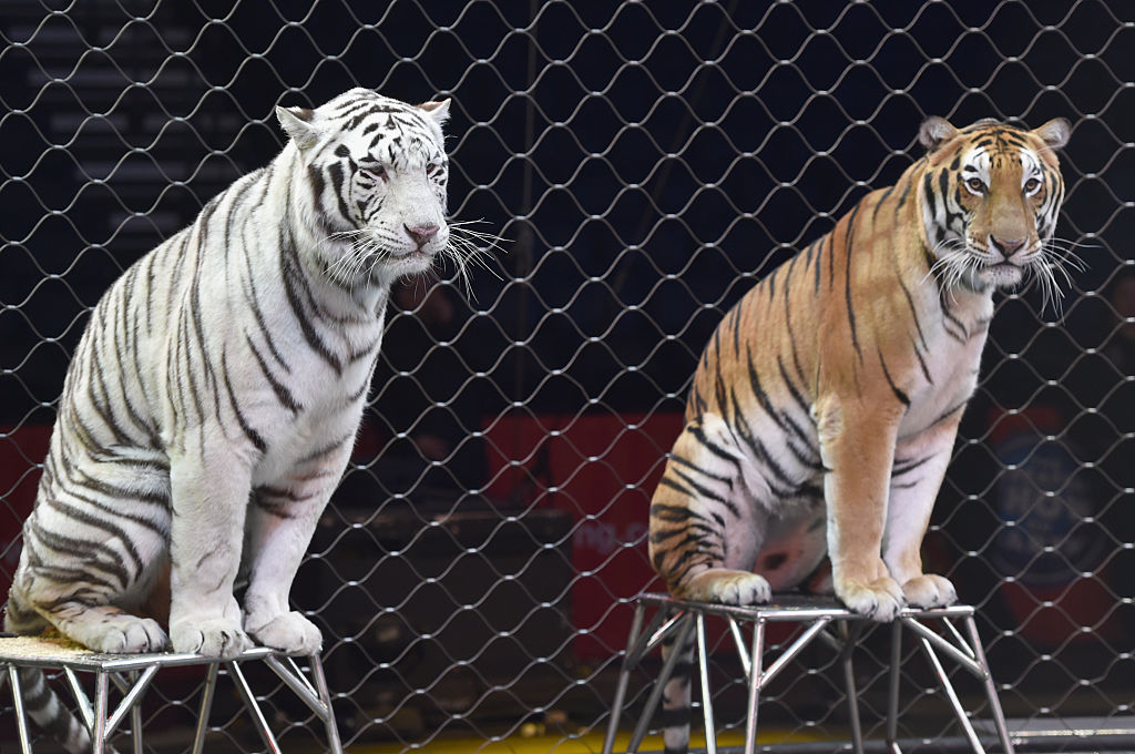 Ringling Bro's Barnum and Bailey tigers perform for kids during Circus With a Purpose VIP event for Monroe Carell Jr. Children's Hospital at Bridgestone Arena on Dec. 9, 2016 in Nashville, Tennessee. (John Shearer&mdash;2016 John Shearer)