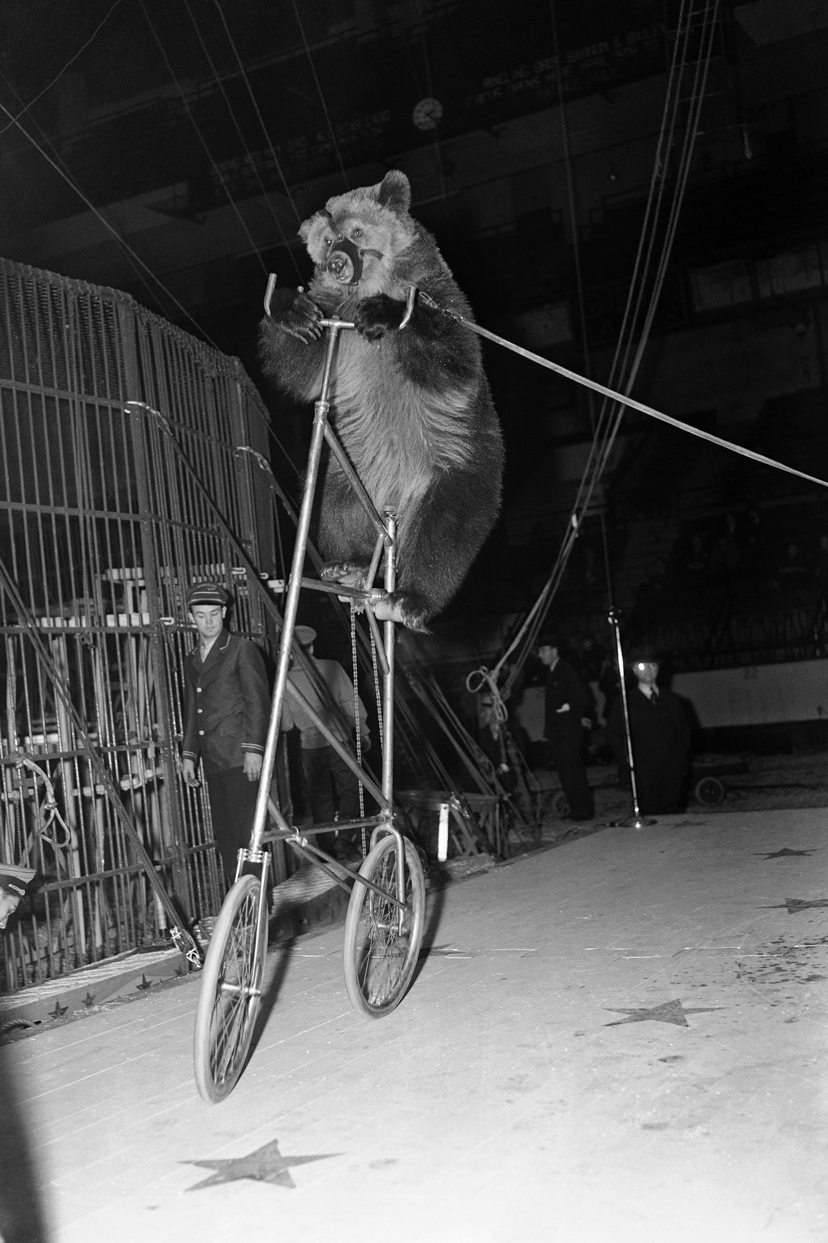 Circus bear "Fritz" seems none too pleased with his predicament as he pedals his "high strung" bicycle around at the opening of the Ringling Brothers and Barnum &amp; Bailey Circus at Madison Square Garden, New York, April 5, 1939. (AP Photo/Tom Sande)