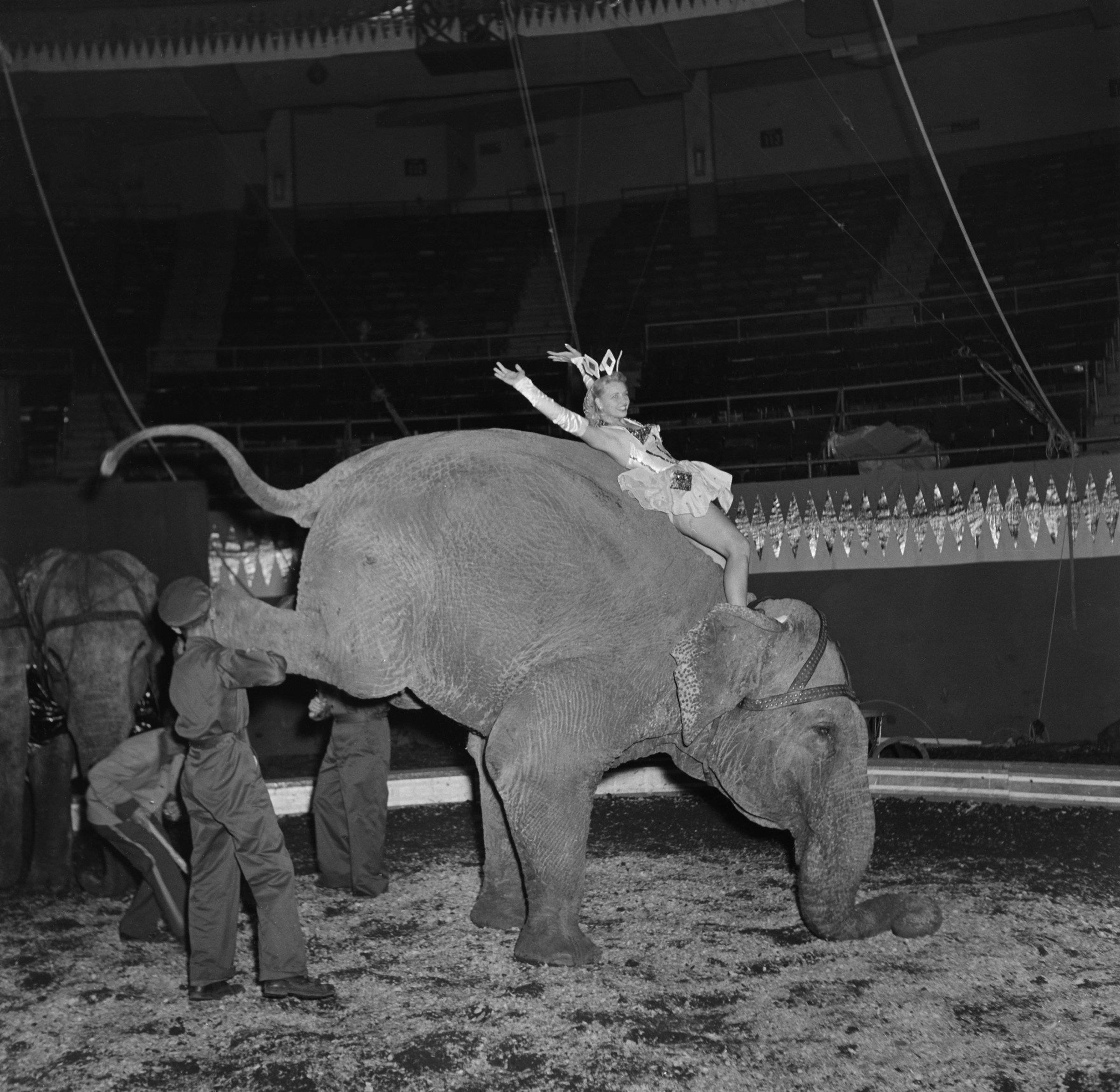 NEW YORK, NY - APRIL 7,1948: A performer rides an elephant to entertain the audience during Ringling Bros. and Barnum &amp; Bailey Circus in New York, New York. (Photo by Earl Leaf/Michael Ochs Archives/Getty Images)