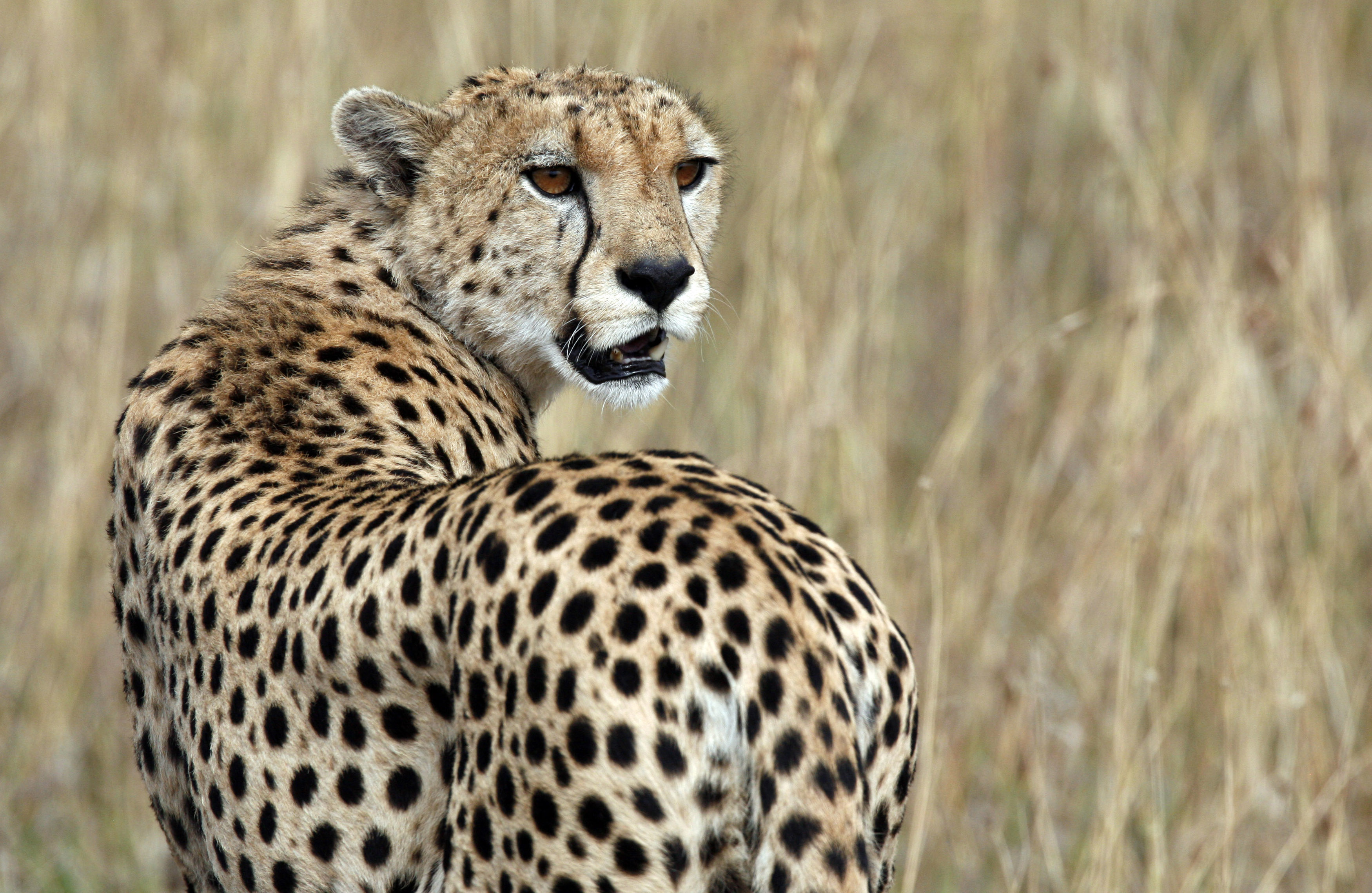 A cheetah observes the plains in Masai Mara game reserve July 24, 2008. (Radu Sigheti—Reuters)