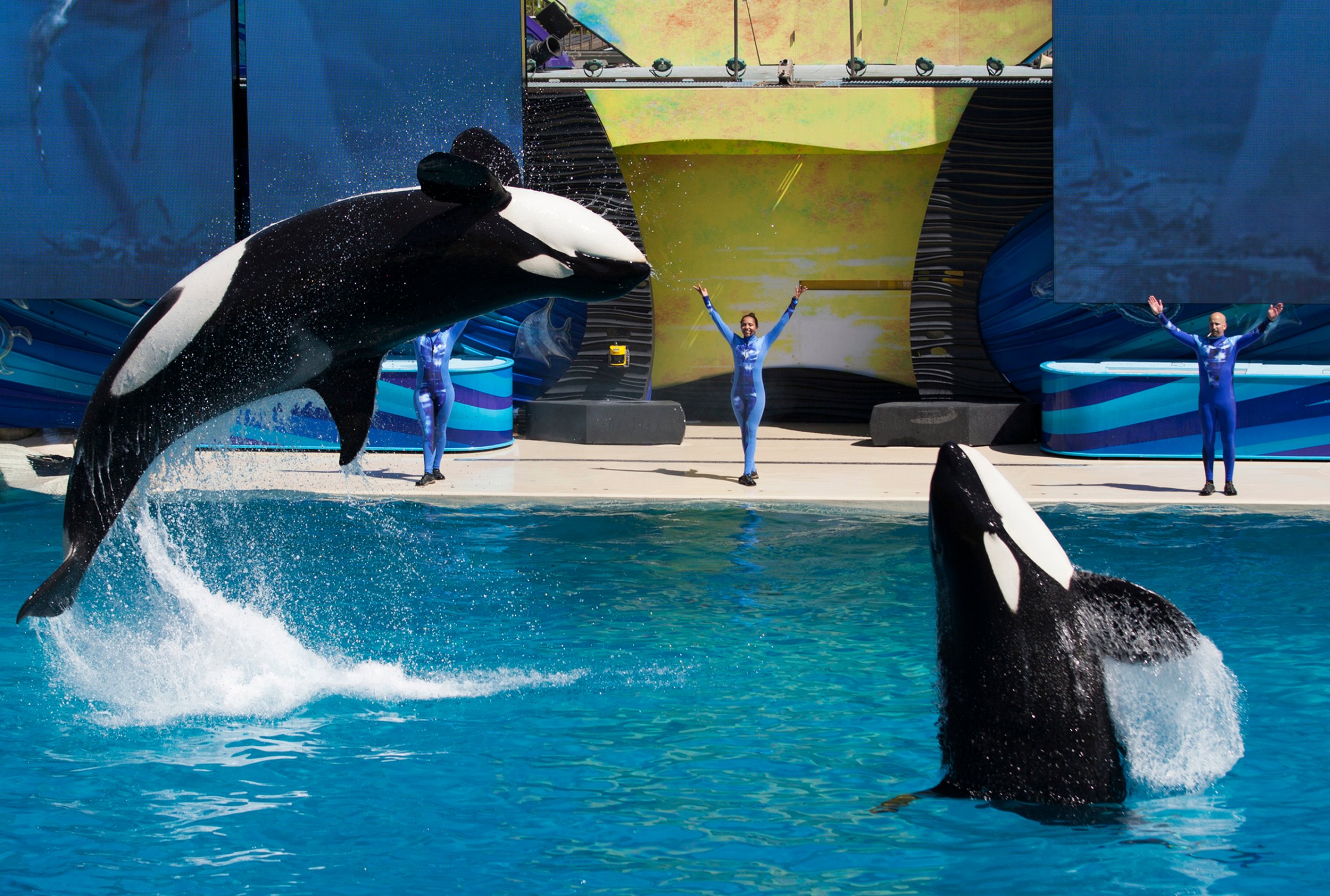 Trainers have killer whales perform for the crowd during a show at SeaWorld in San Diego, California, on March 19, 2014.