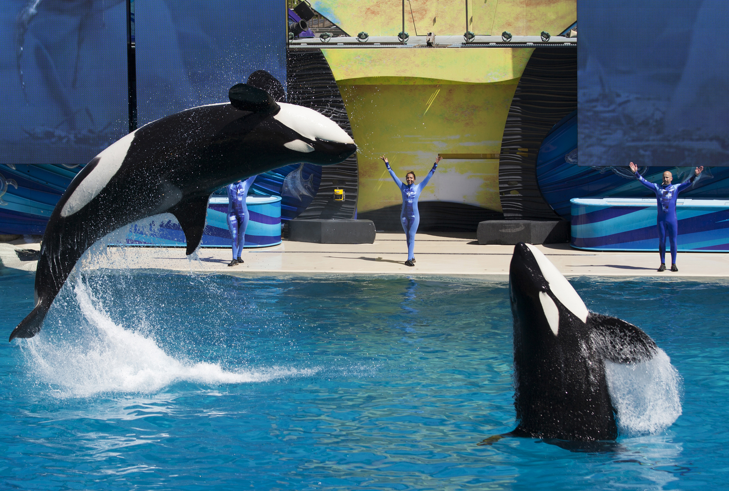 Trainers have killer whales perform for the crowd during a show at SeaWorld in San Diego, California, on March 19, 2014. (Mike Blake—Reuters)