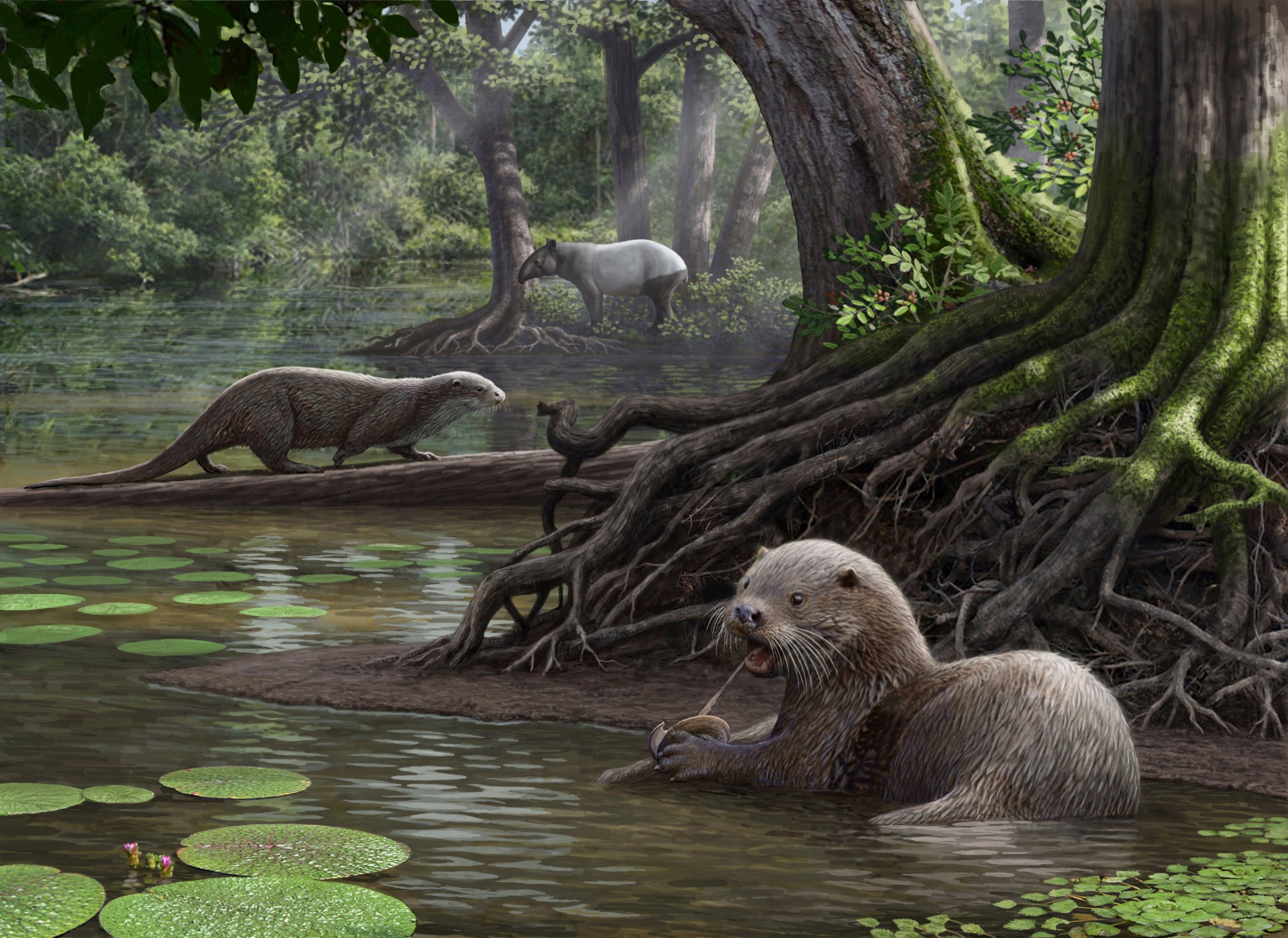 Two Siamogale melilutra individuals, one feeding on a fresh water clam, are pictured in this artist illustration handout image obtained by Reuters January 23, 2017. Scientists have unearthed fossils of an intriguingly large otter as big as a wolf that frolicked in rivers and lakes in a lush, warm and humid wetlands region in southwestern China about 6.2 million years ago. Mauricio AntÛn/Natural History Museum of Los Angeles County/Handout via REUTERS ATTENTION EDITORS - THIS IMAGE WAS PROVIDED BY A THIRD PARTY. EDITORIAL USE ONLY