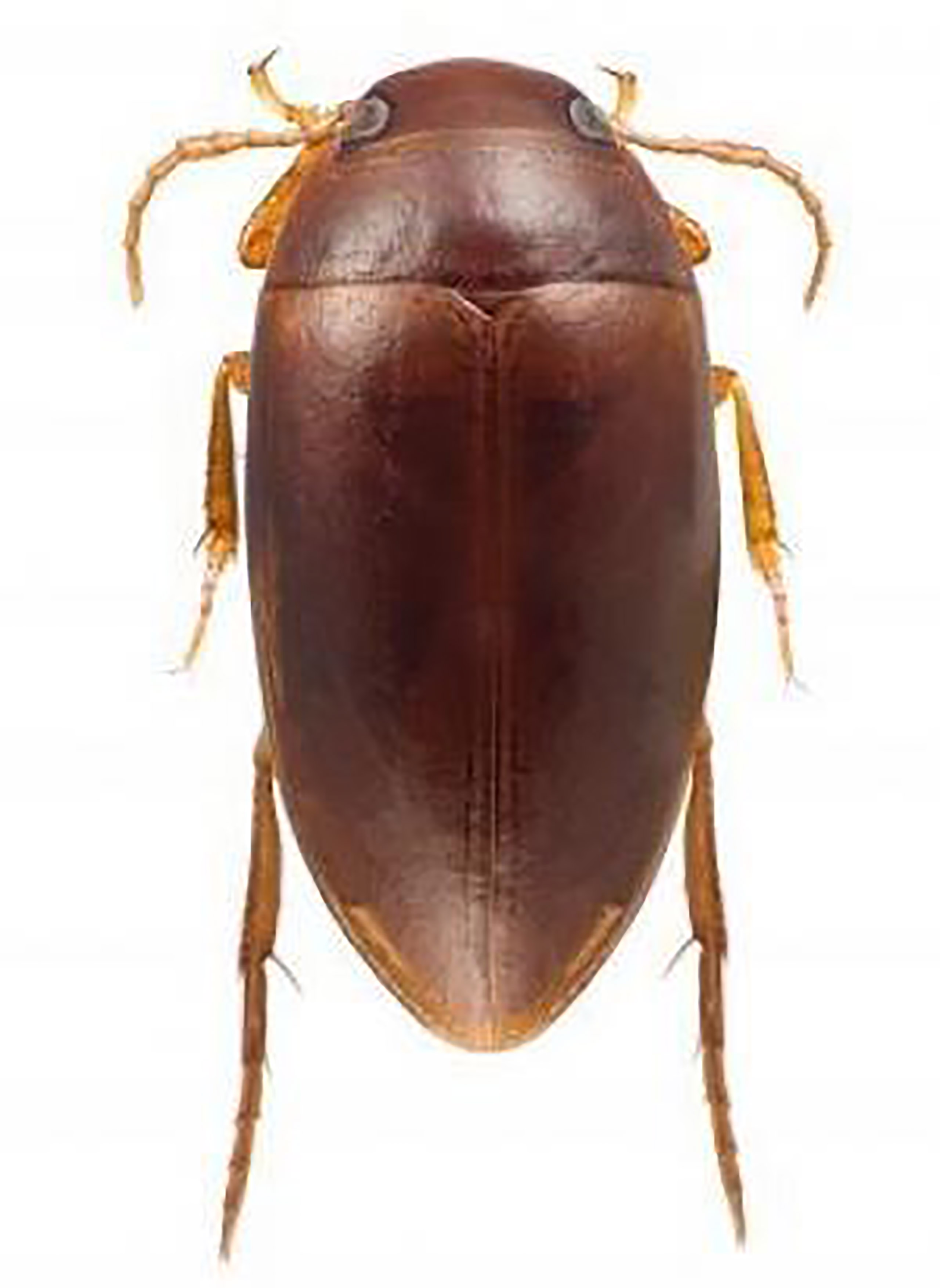 Agaporomorphus colberti: If a Venezuelan diving beetle could wear a hat, he’d tip it to his namesake Stephen Colbert. It’s not the first time the leader of Colbert Nation has had his name attached to something. In 2009, NASA invited the public to vote online for the name of a new module on the International Space Station. Colbert wasn’t on the list, but he won in a write-in landslide. The space agency compromised with the Colbert exercise treadmill, housed in the properly named Tranquility module.