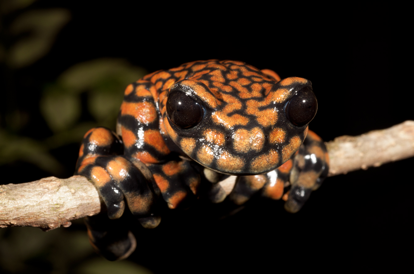 Hyloscirtus princecharlesi: Prince Charles, the future king, might have preferred a lion, but he’ll have to settle for a spotted Ecuadorean tree frog.