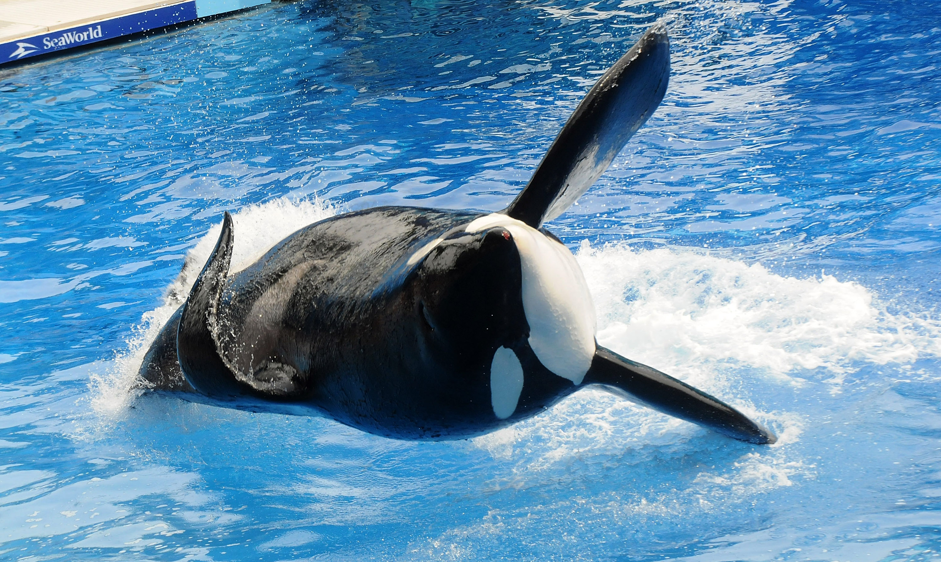Killer whale "Tilikum" appears during its performance in its show "Believe" at Sea World in Orlando, Florida, on March 30, 2011. (Gerardo Mora—Getty Images)
