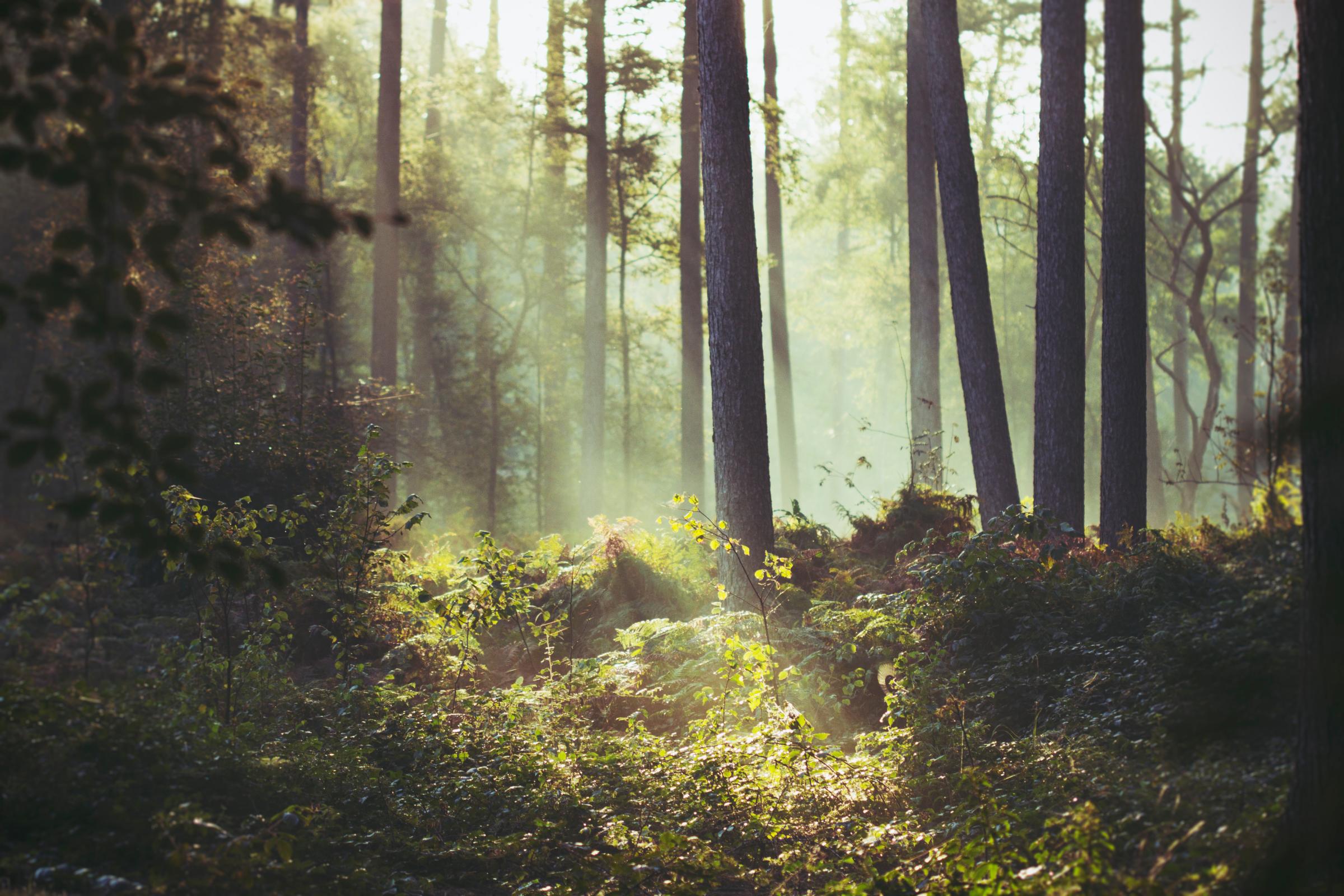 Belgium, Flanders, West Flanders, Brugge, Sunbeam lighting a patch of underbrush in forest
