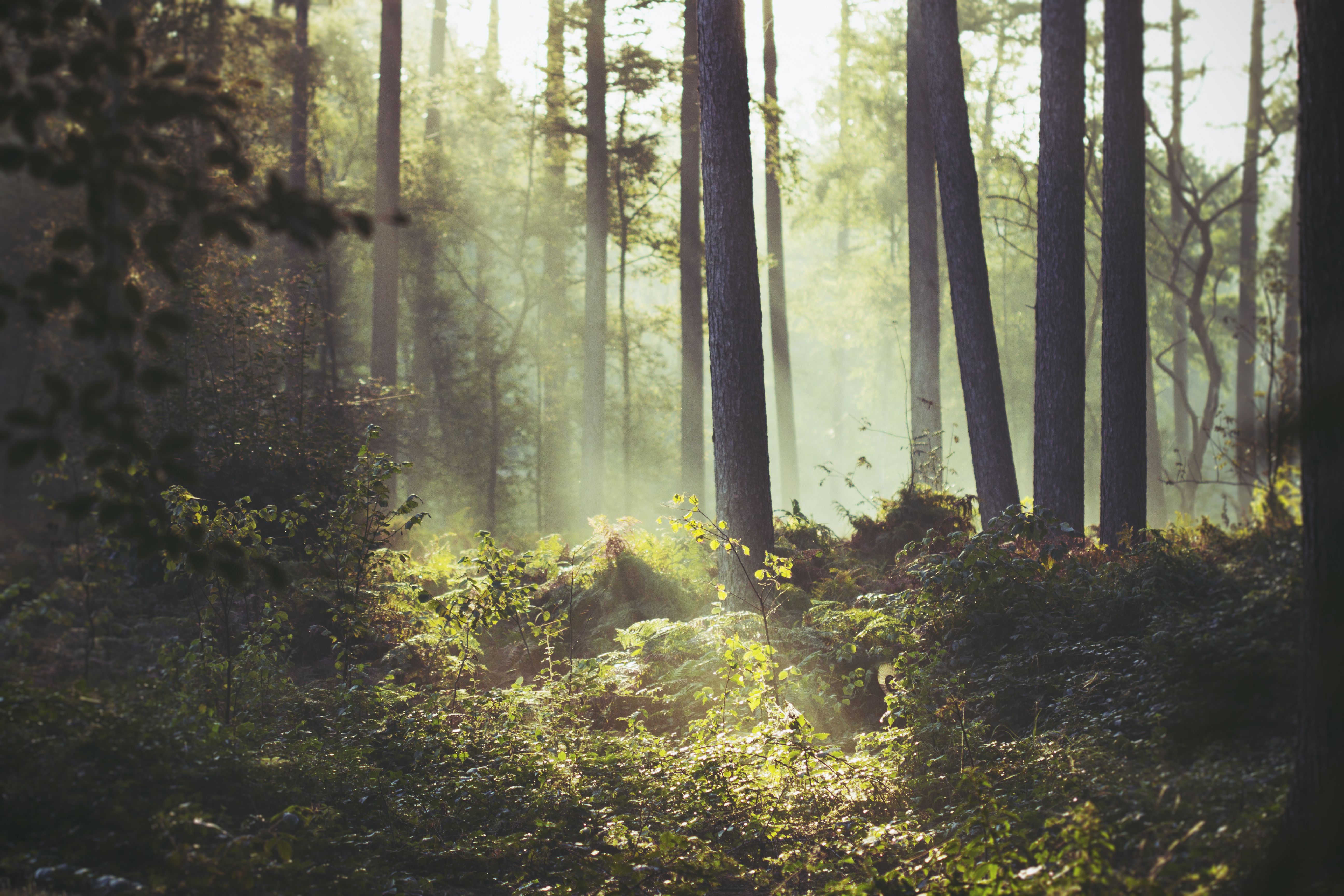Belgium, Flanders, West Flanders, Brugge, Sunbeam lighting a patch of underbrush in forest
