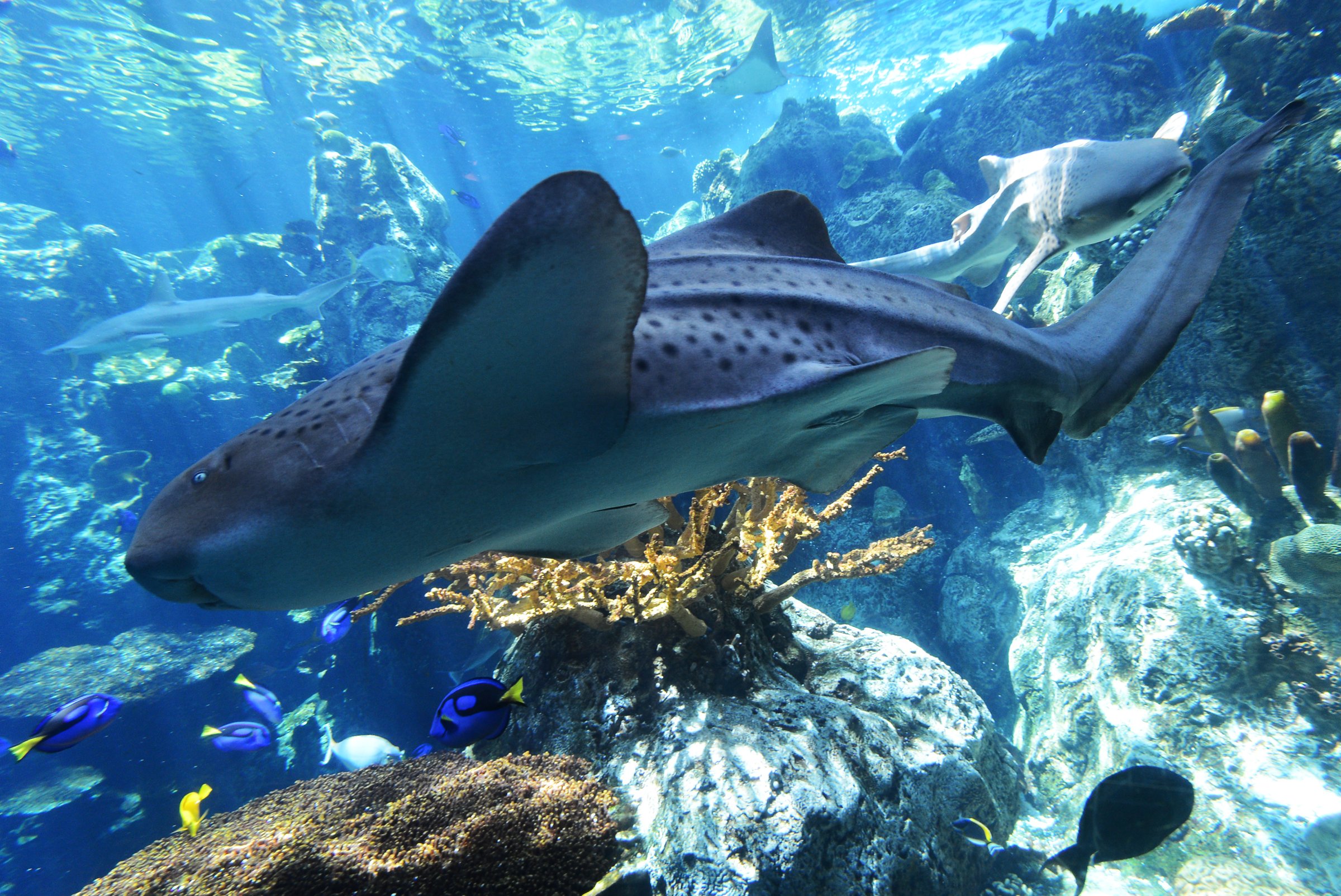 Zebra shark swims at the Aquarium of the