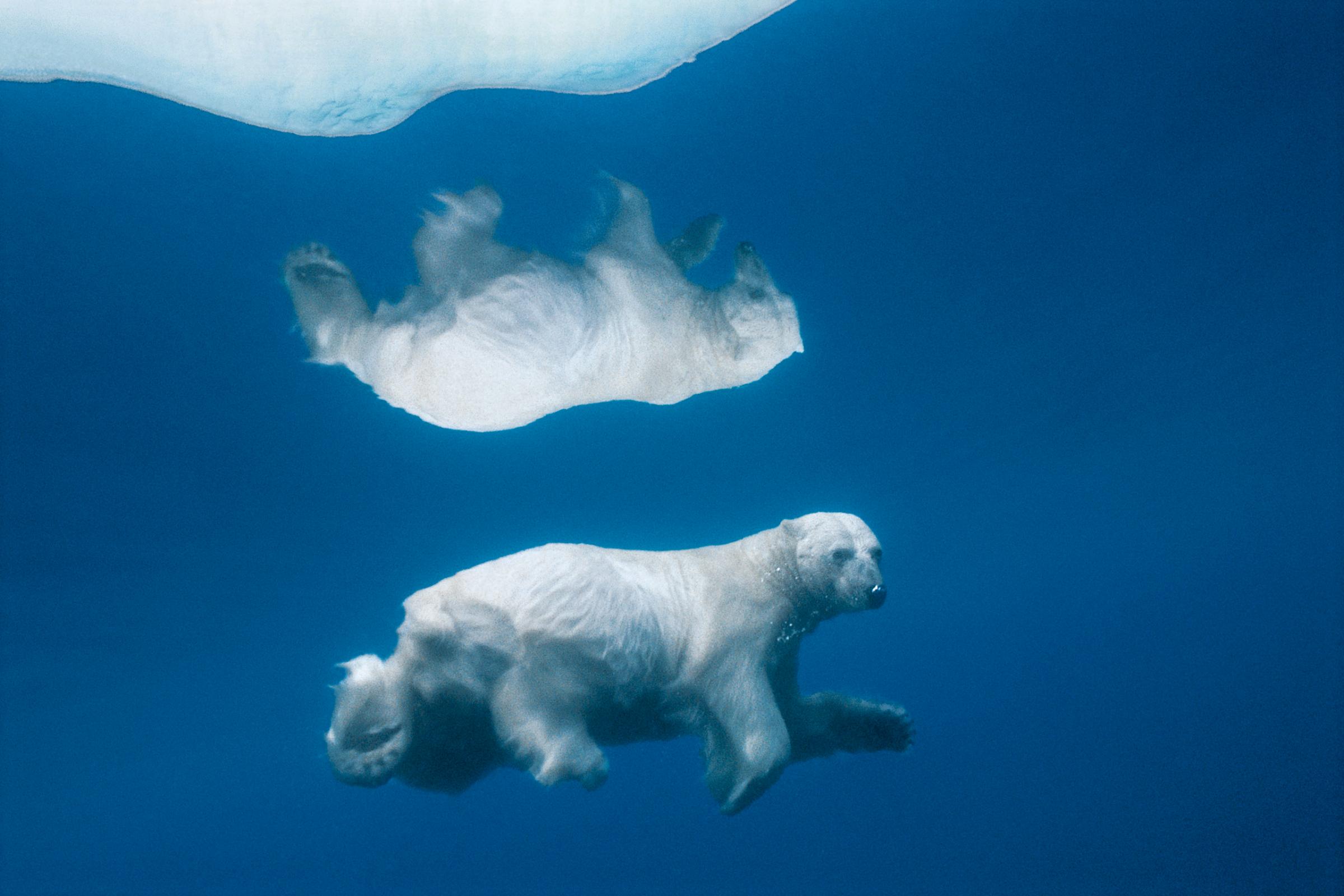 A Polar Bear dives under Ice, Admiralty Inlet, Alaska