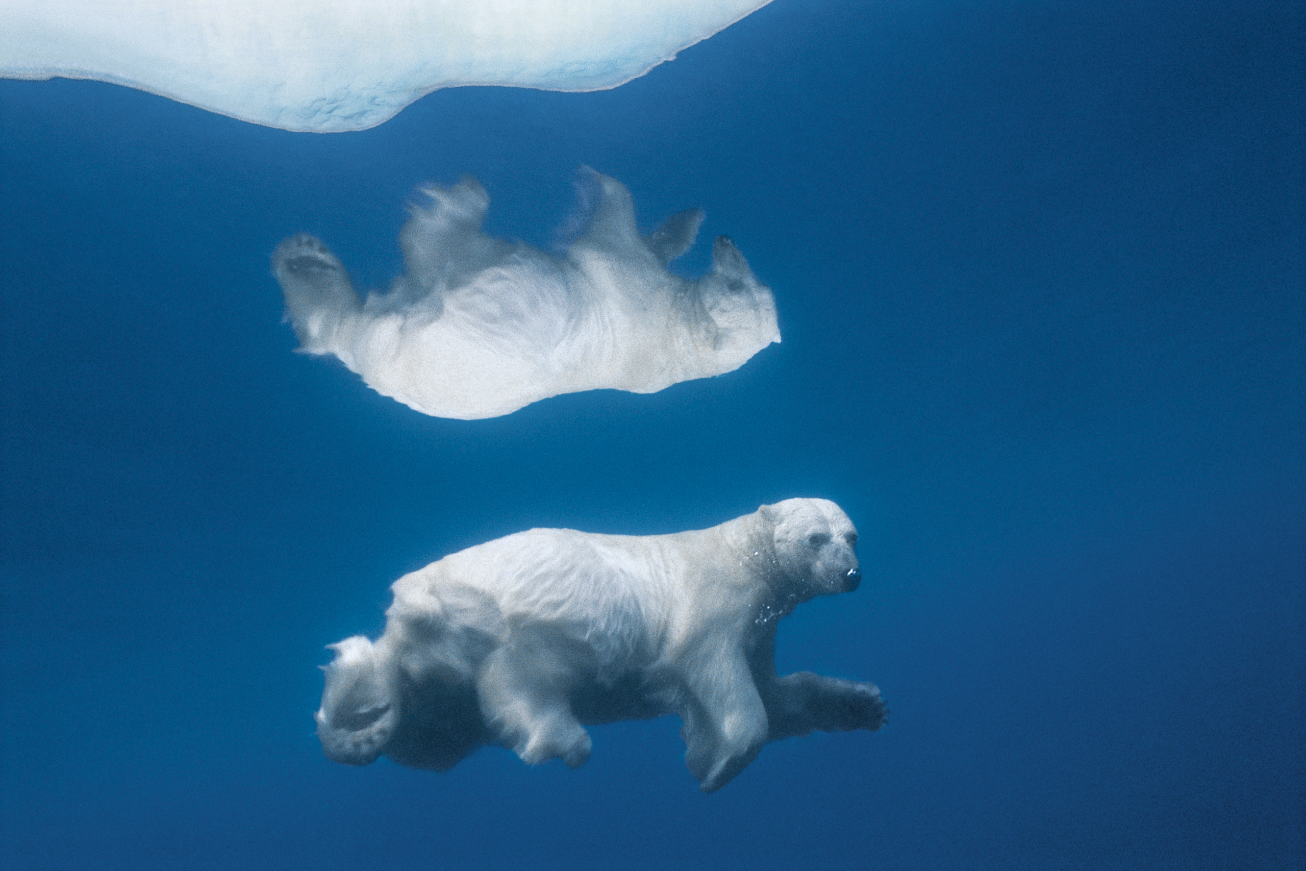 A Polar Bear dives under Ice, Admiralty Inlet, Alaska