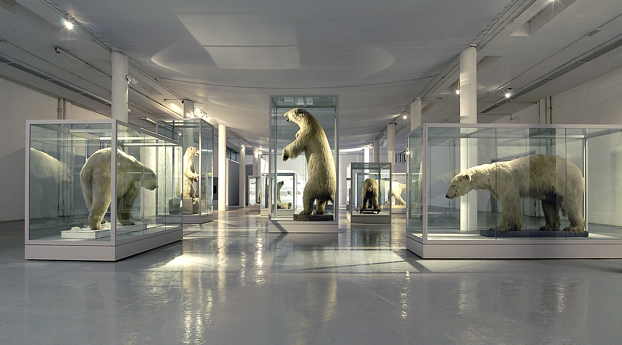 An installation held at Spike Island, Bristol, UK of ten polar bears specimens