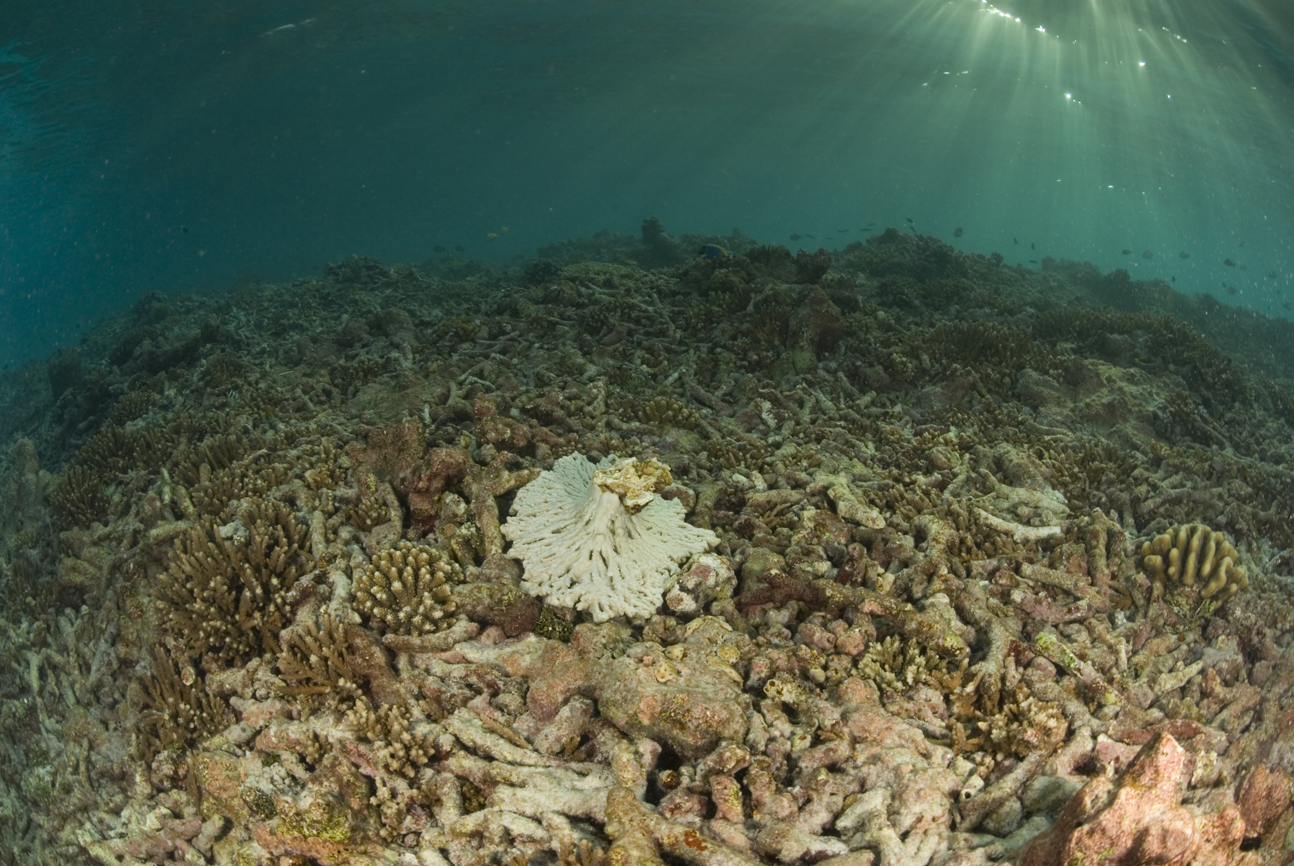 degraded coral reef